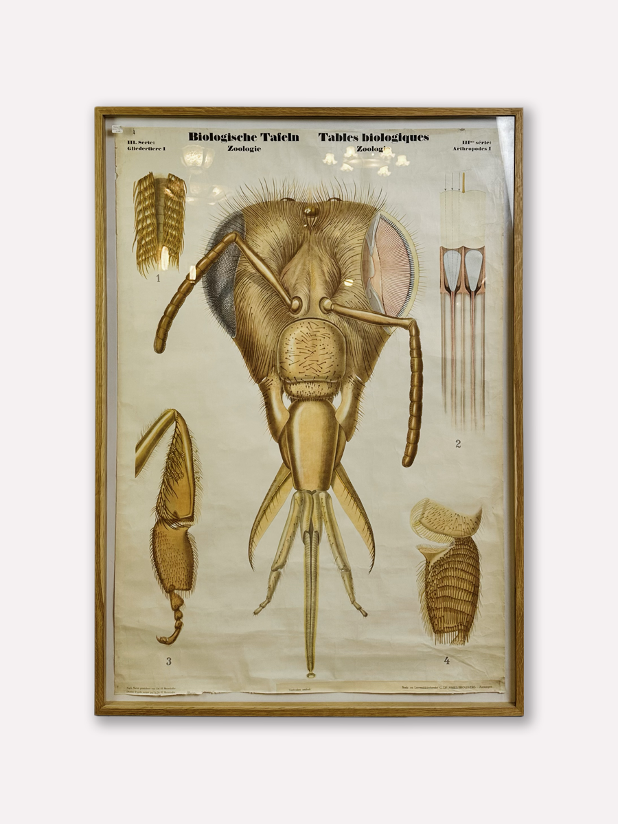 Affiche didactique, années 20-30