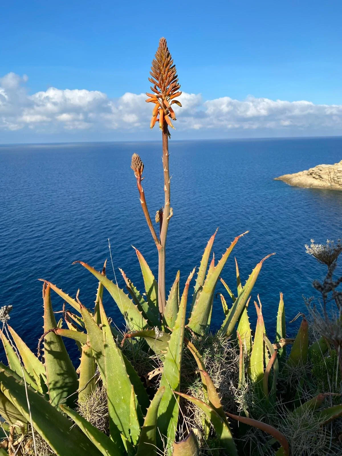 Cacti in Ibiza, February 2021