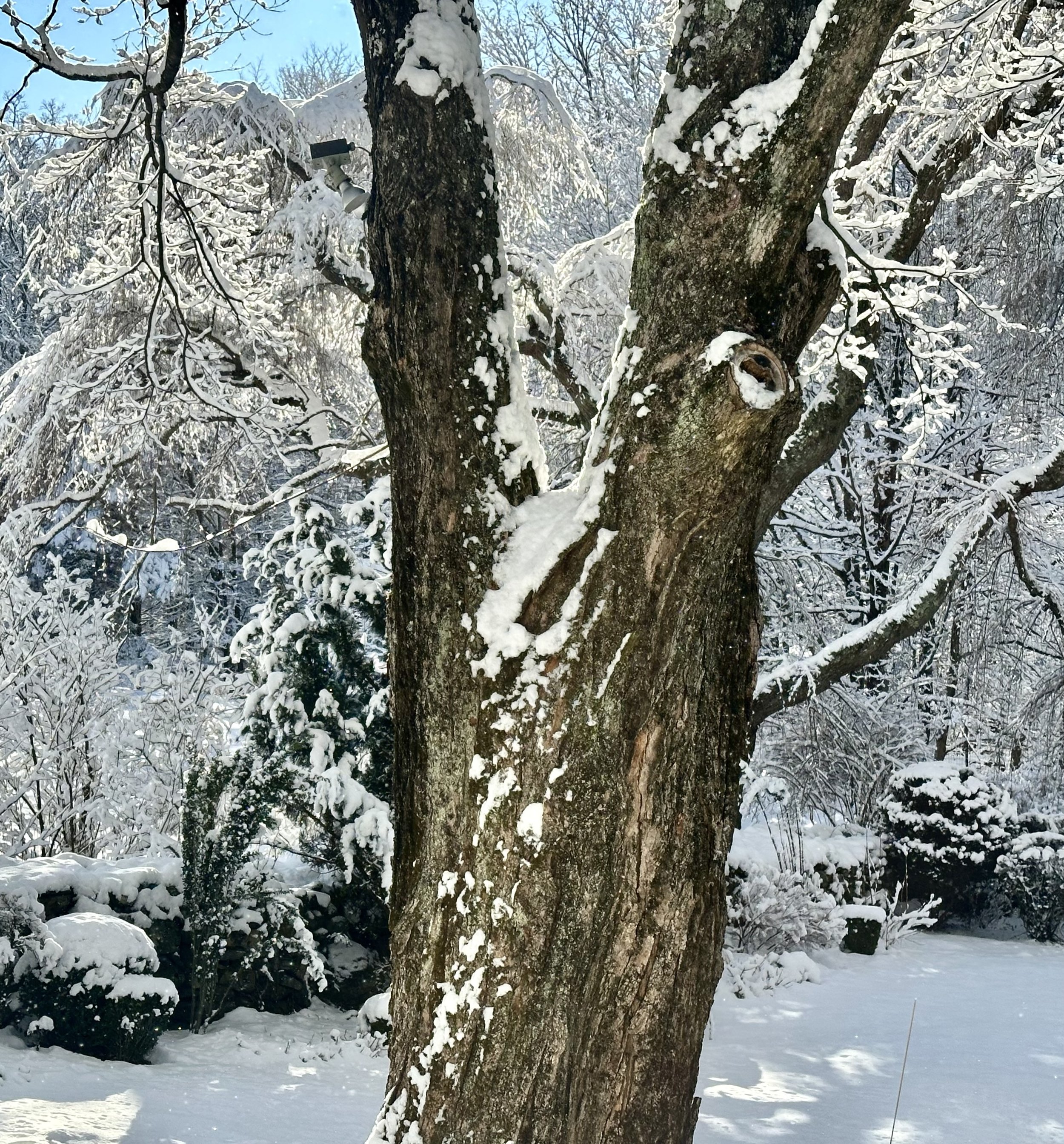 But wait – that’s not the end to our snowy tale for January 2026. Two weeks later, a new storm came through; and when it was over, unlike the prior one, the sun shown very brightly to make available shots like this (all taken from inside through wind