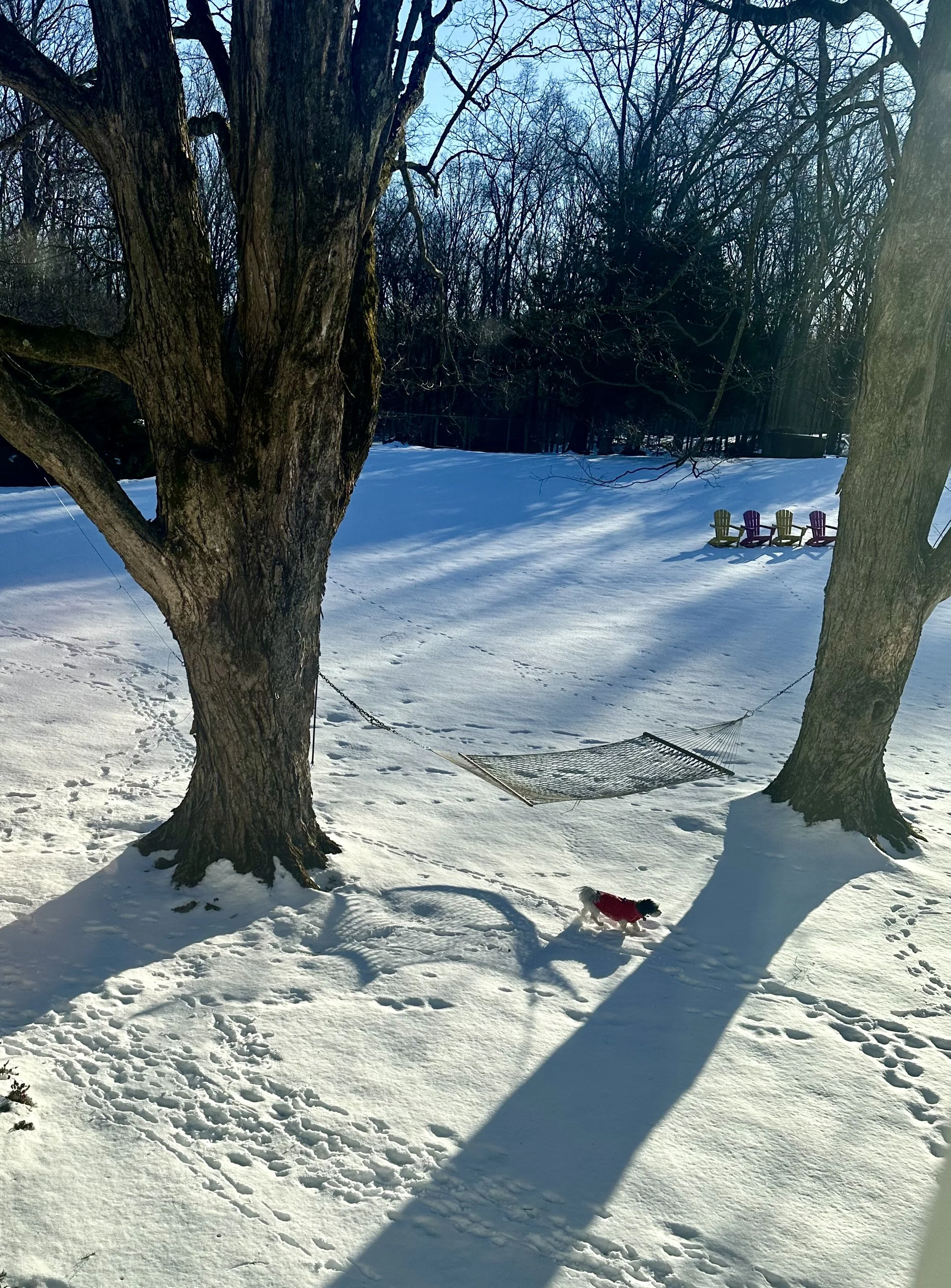  The key to this photo is the little dog, overshadowed by big trees and a hefty shadow. 