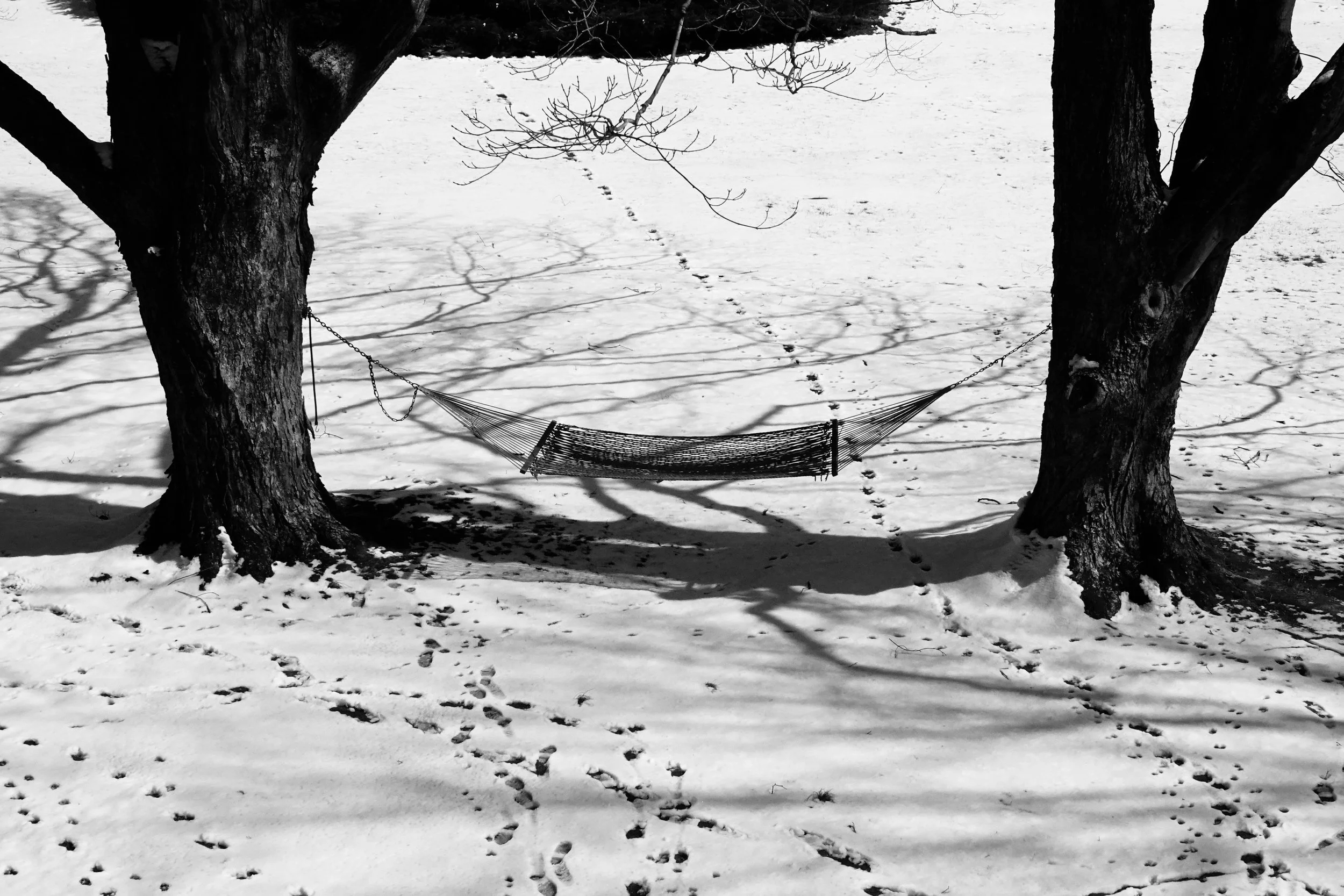  I like the way my hammock in CT blends in with the scene here –  