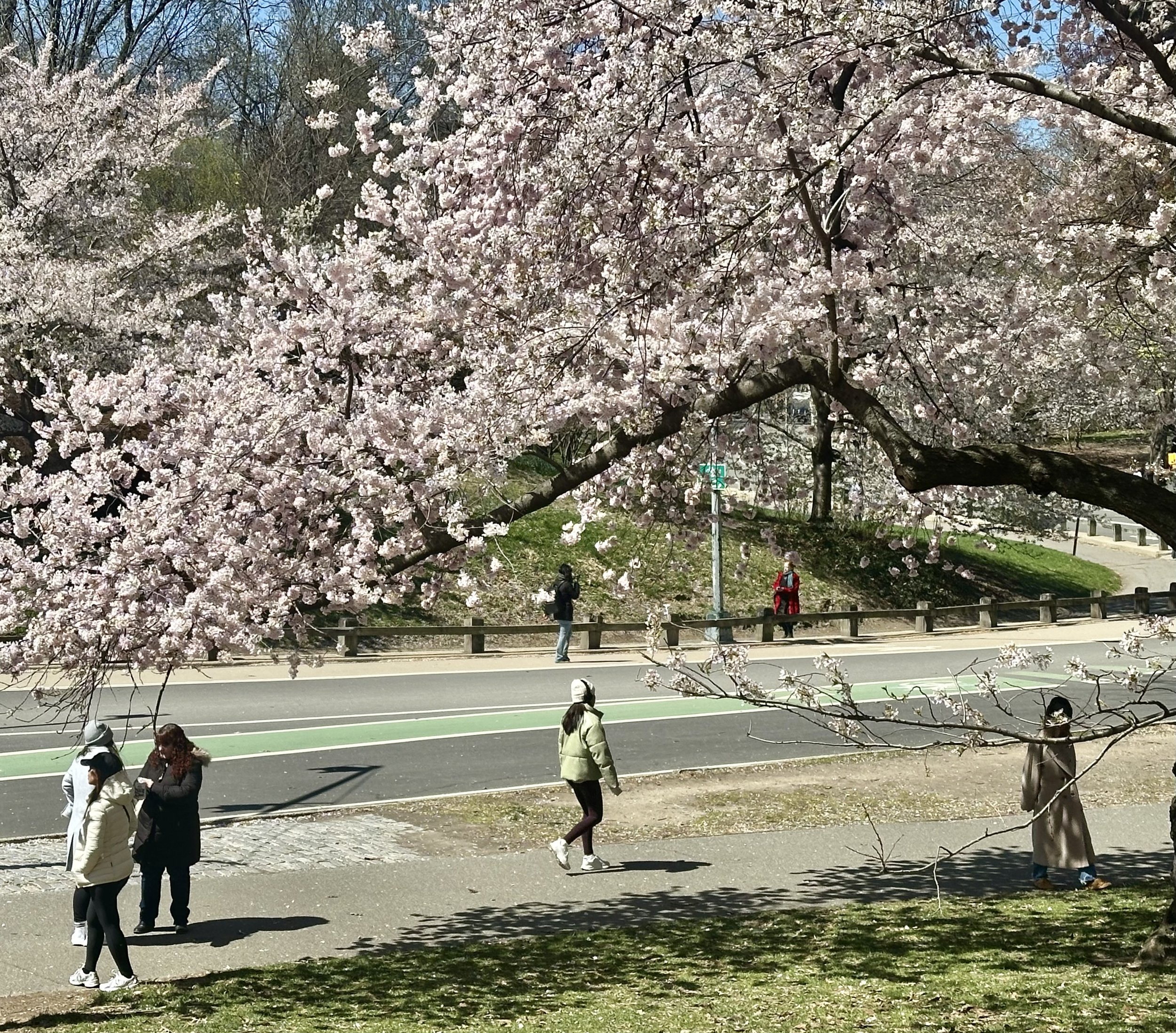  Some tree limbs venture out to the road. 