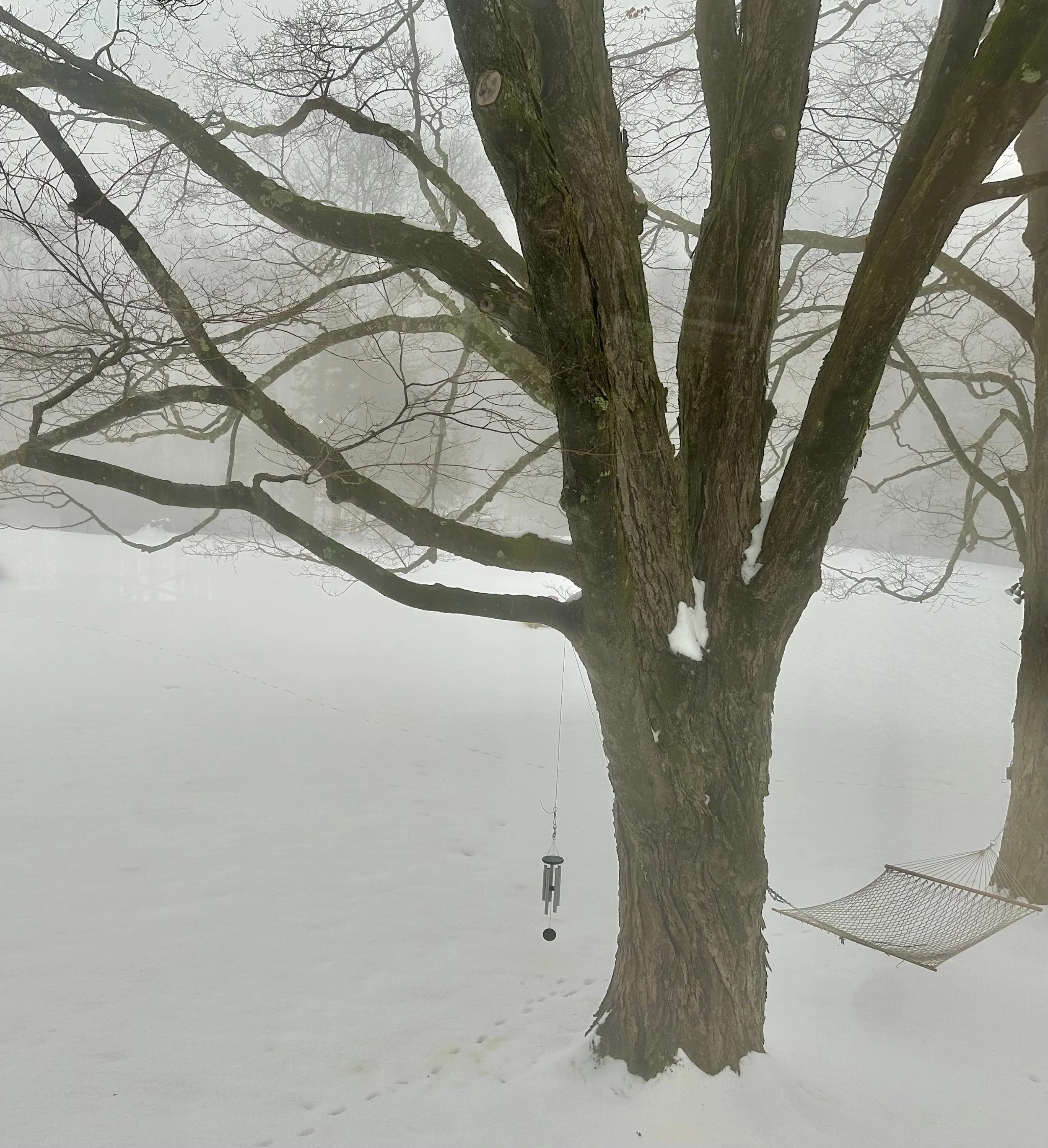  Then, two days later, we were hit by a rainstorm of considerable magnitude, which cleared the snow off the tree limbs . . . . 