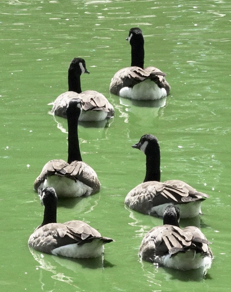 A sextet of Connecticut ducks swimming in formation (2016).
