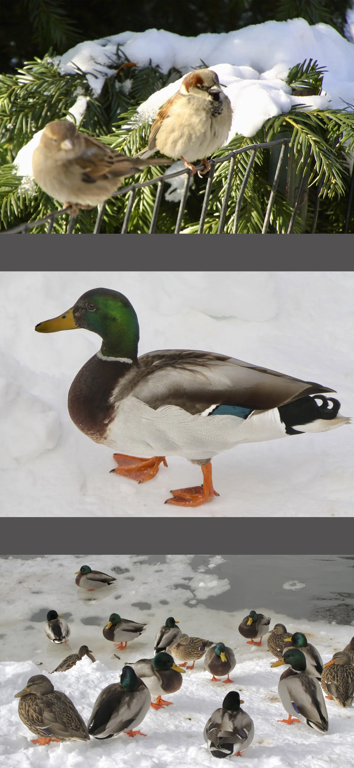  Along with the colorful ducks, here are some handsome birds . . . . 