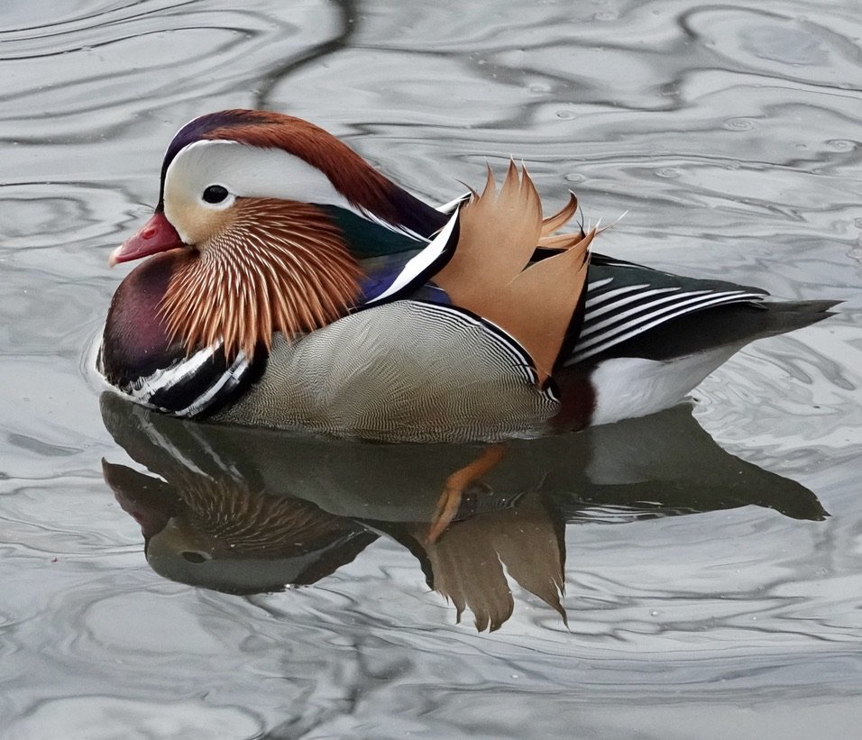 Central Park offered up the best-looking duck I’ve ever encountered (2020).
