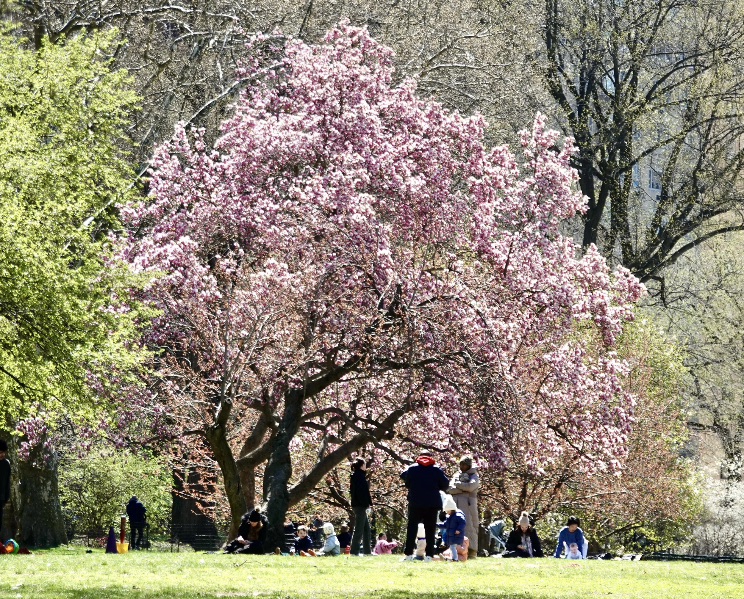  . . . which turns out to be a magnolia – at which point we say,  so long, Central Park. 