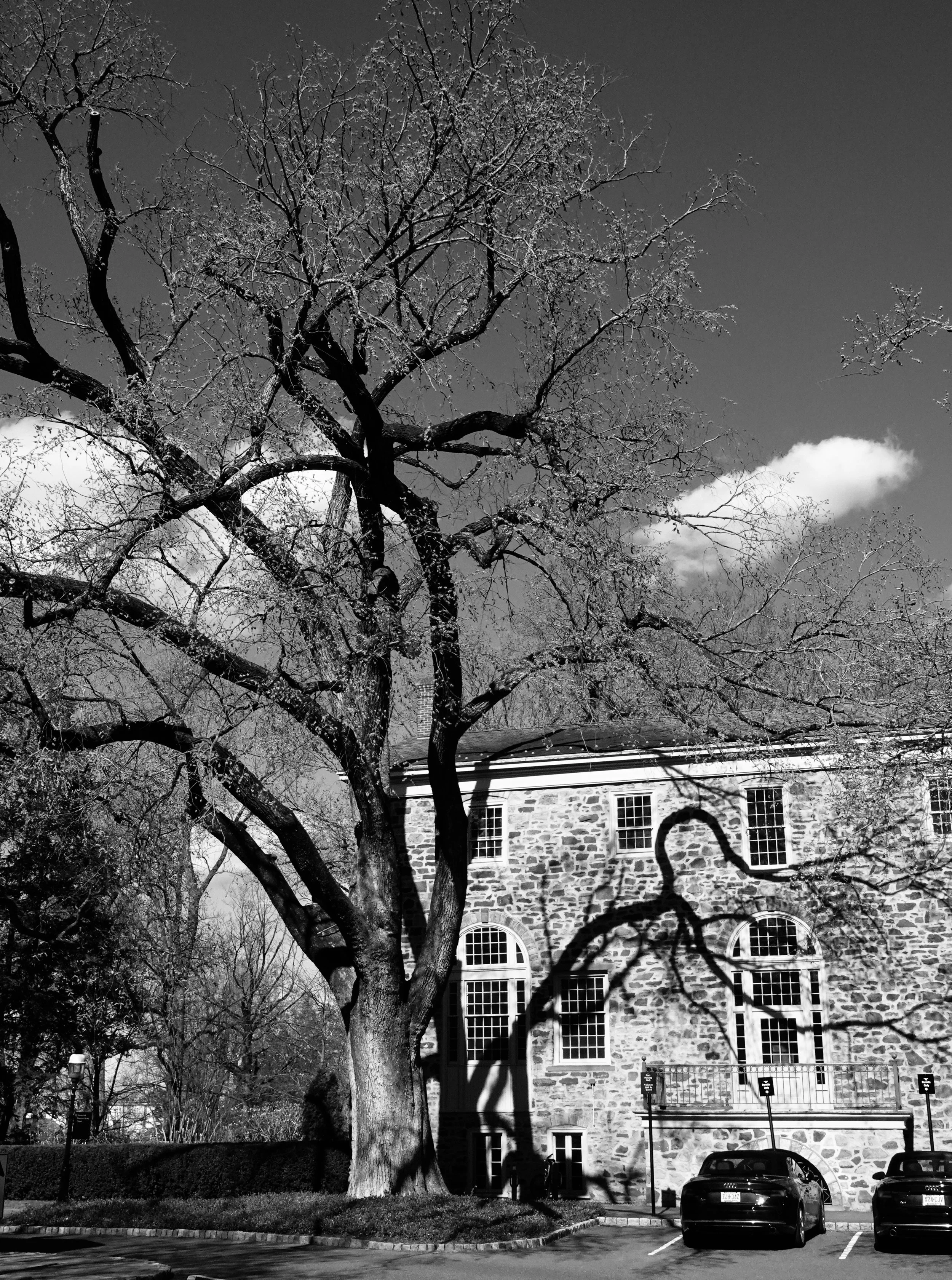  That’s a shadow on the face of the building, but query, is it coming from this particular tree? 