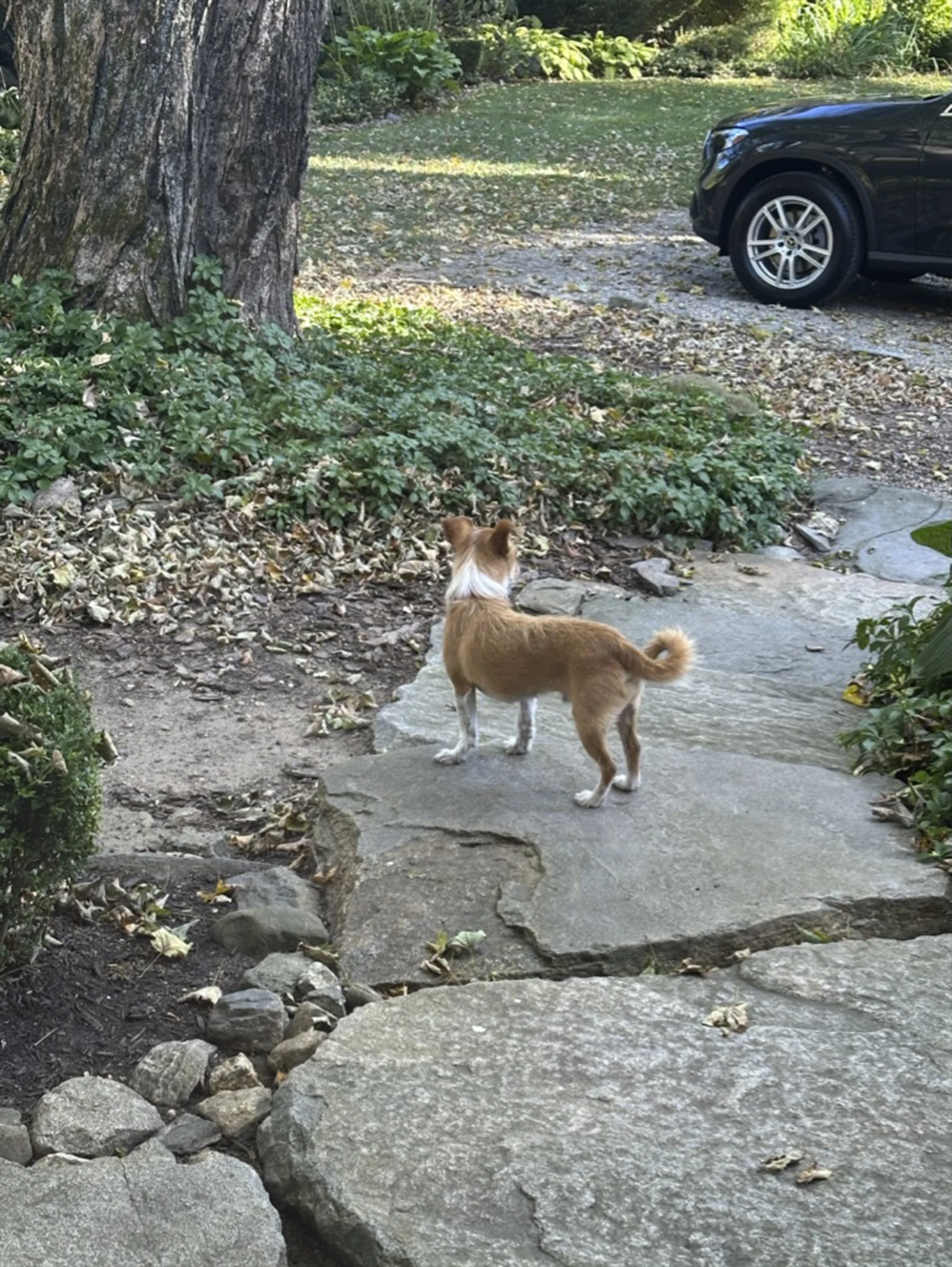 This is the view out our front door, including one of the six critters that romp around the place.