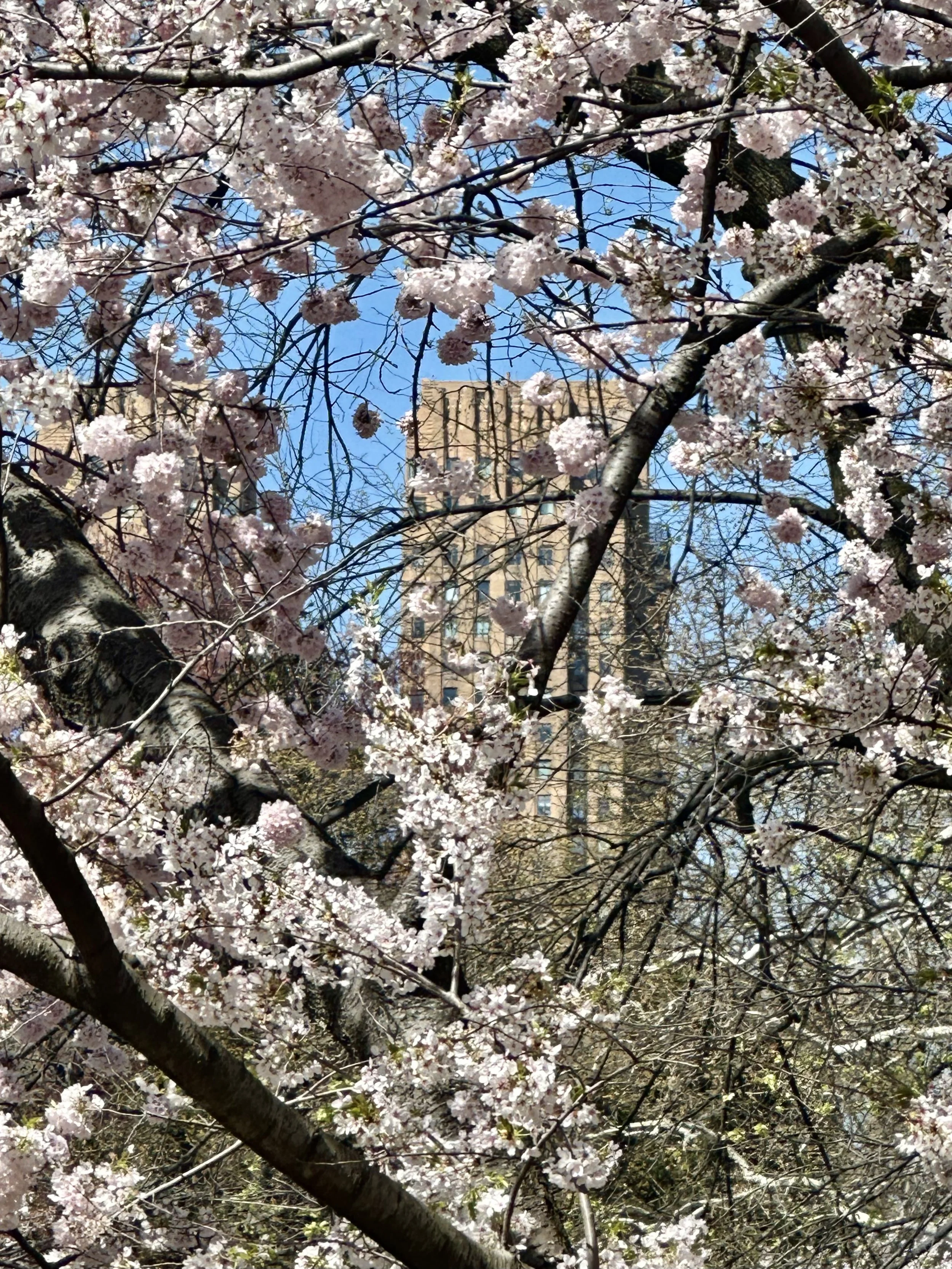  Through a small portal, a Central Park West edifice peeks out. 