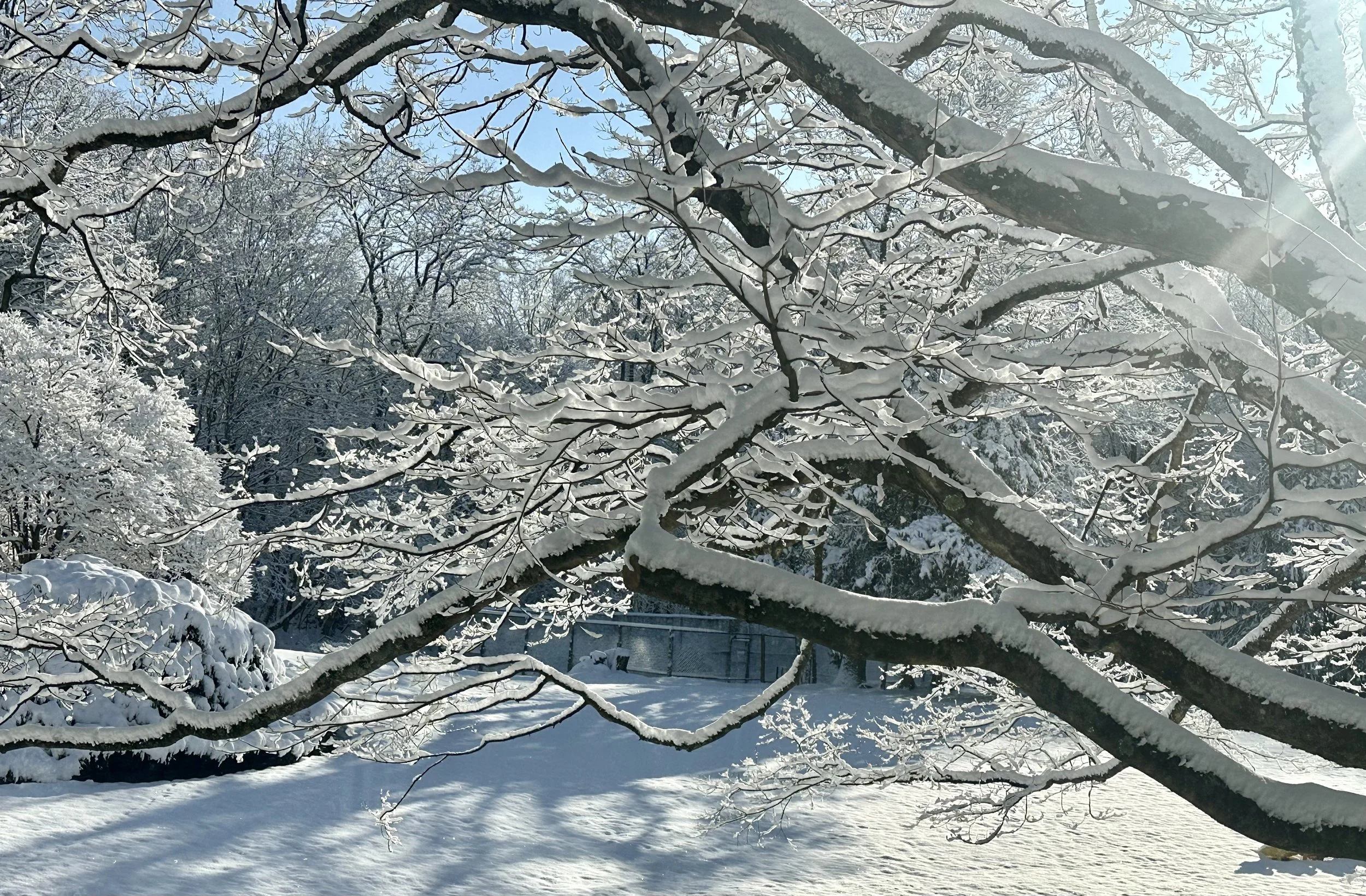  And for this interaction of snow, sky and snow-covered branches, I’ll stick with the color version to close the portfolio. 