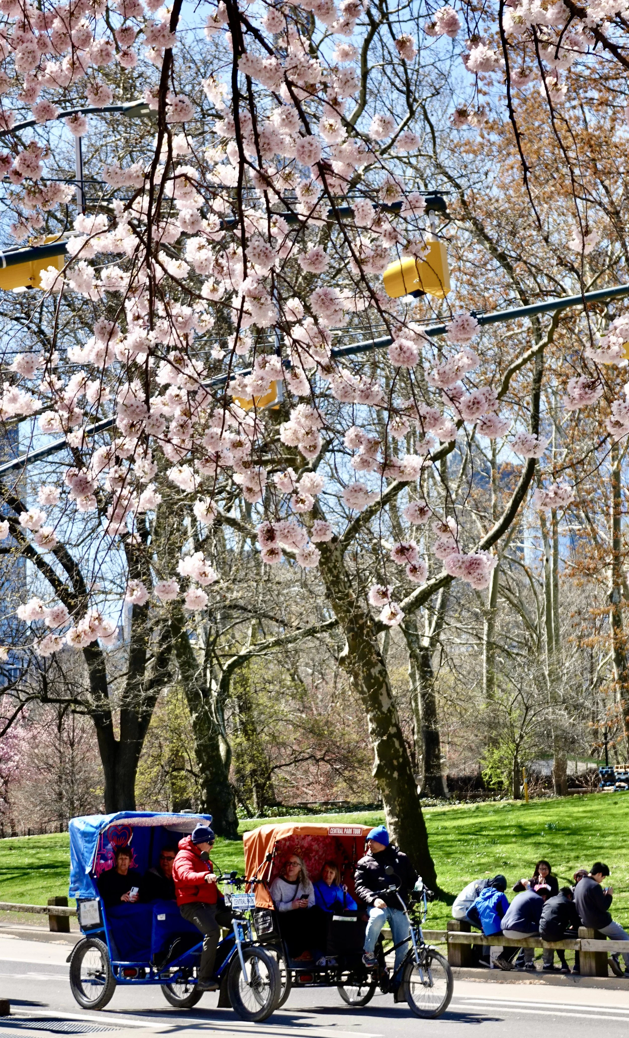  Here come the bike-cabs . . . . 