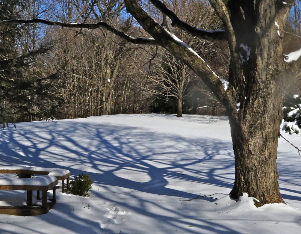 Speaking of winter and our Easton home-sweet-home, here’s a noble trunk and some notable limb shadows in our back yard (2016).