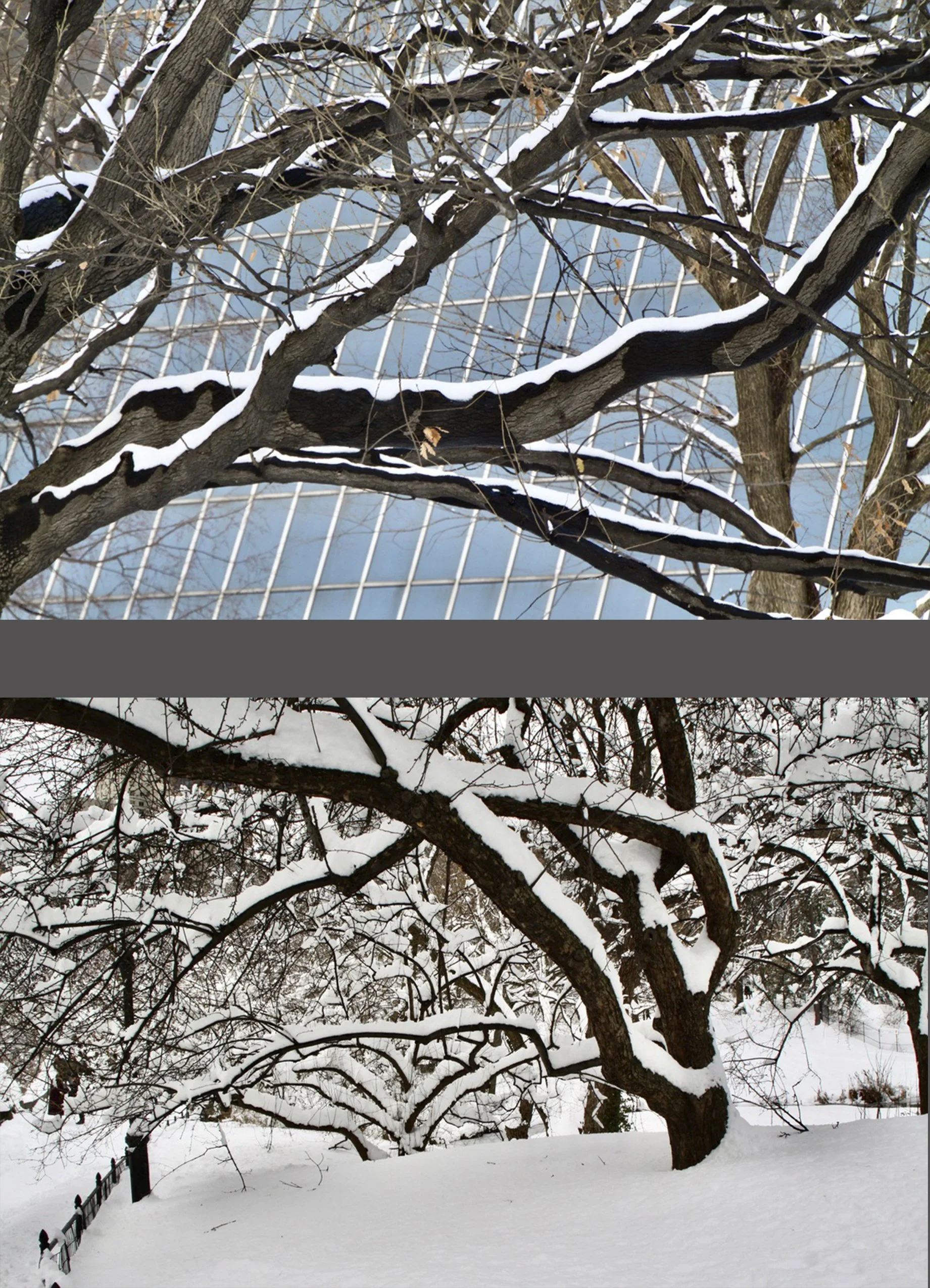  The limbs of the trees were loaded with snow. That blue backdrop is a side view of the  Metropolitan Museum of Art. 