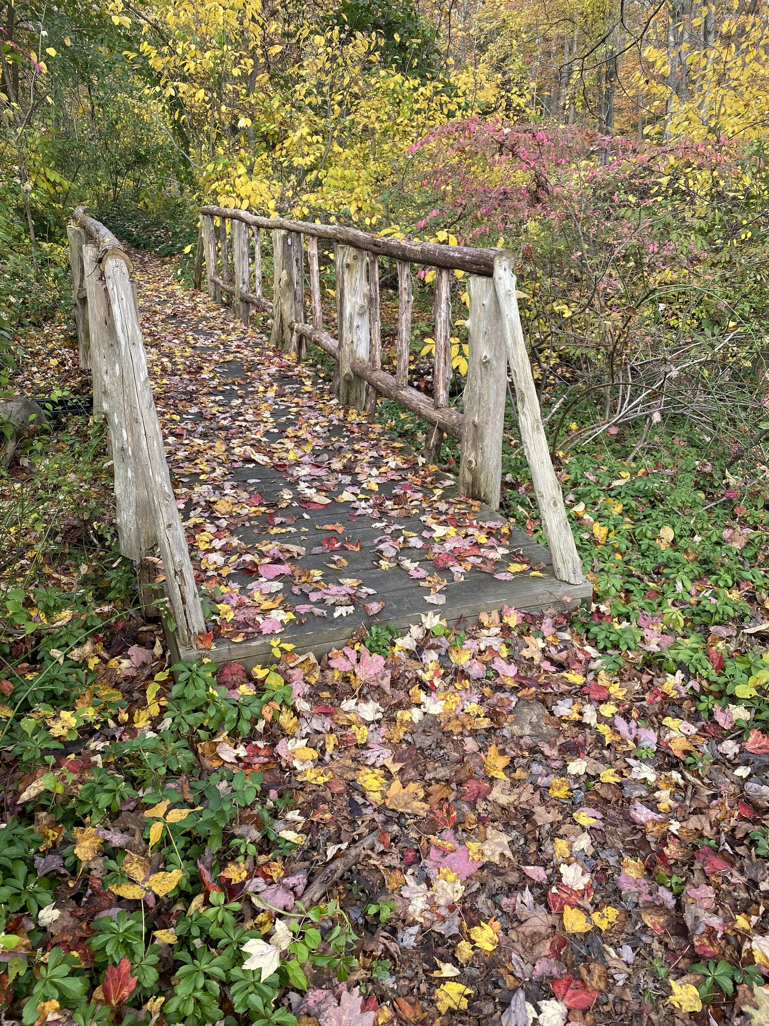 This group of photos pay tribute to the colorful autumns of five to ten years ago in Fairfield County, CT, at or near our weekend home in the town of Easton.