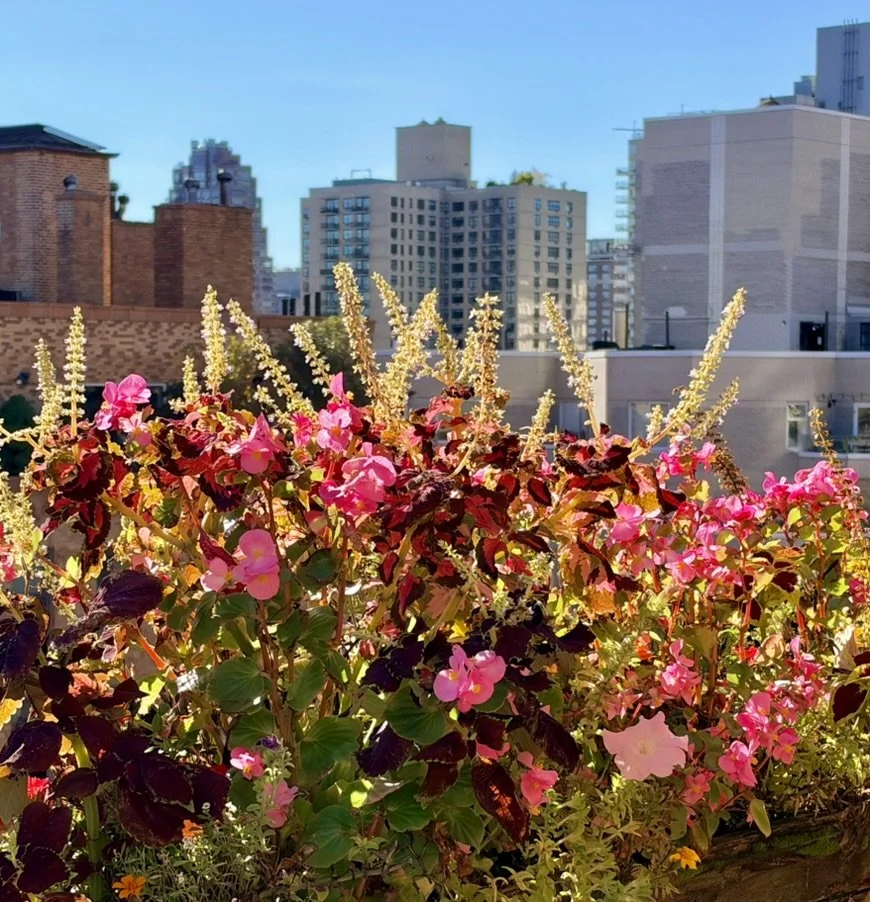 I just acquired a new iPhone 18, which contains improved photographic quality such that it has replaced all my other photo equipment. The next day, the NYC morning dawned so bright and sunny that I put on a robe and went out on our terrace to try the