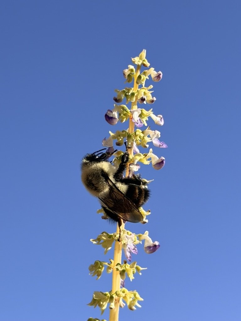  And finally the bee is enlarged on the stalk.  I’m excited by what can be achieved with the new camera and will report on it from time to time, as I learn to make better use of its various features.  
