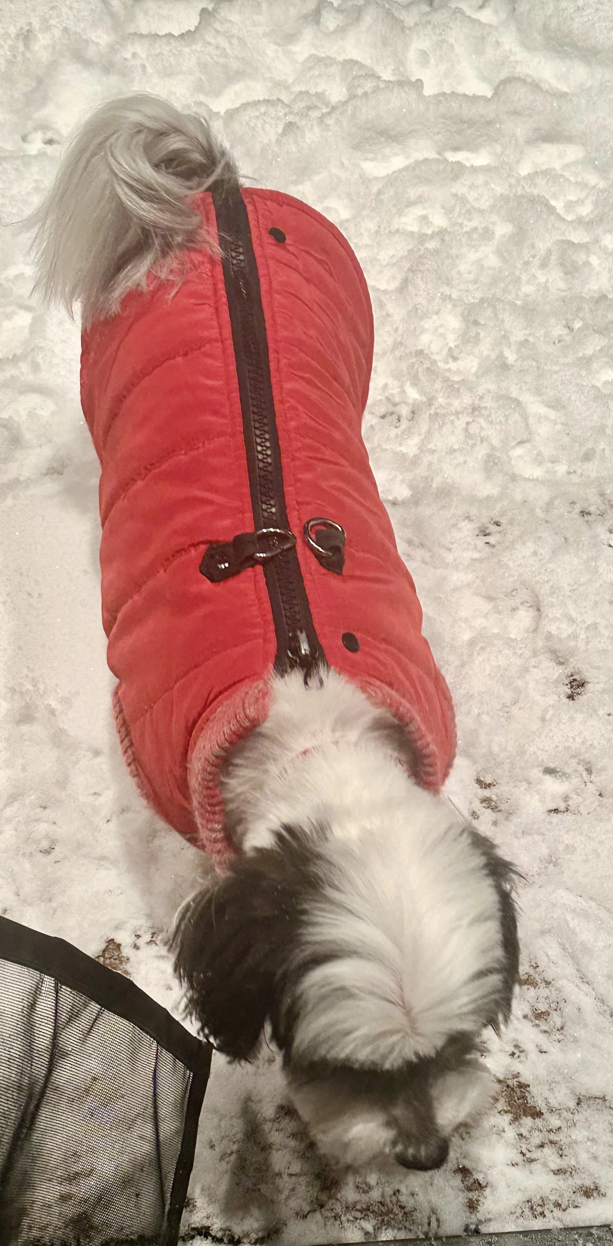  Let’s close the first phase of our vacation weather by sympathizing with one of our dogs (Stella), who looks anxious to get back into the house. 