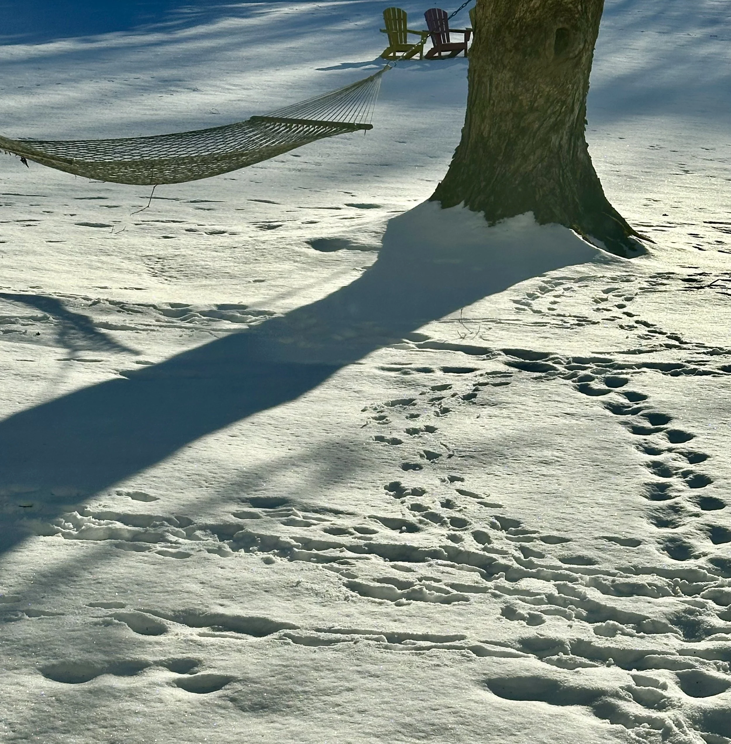  Here are plenty more canine footprints . . . 