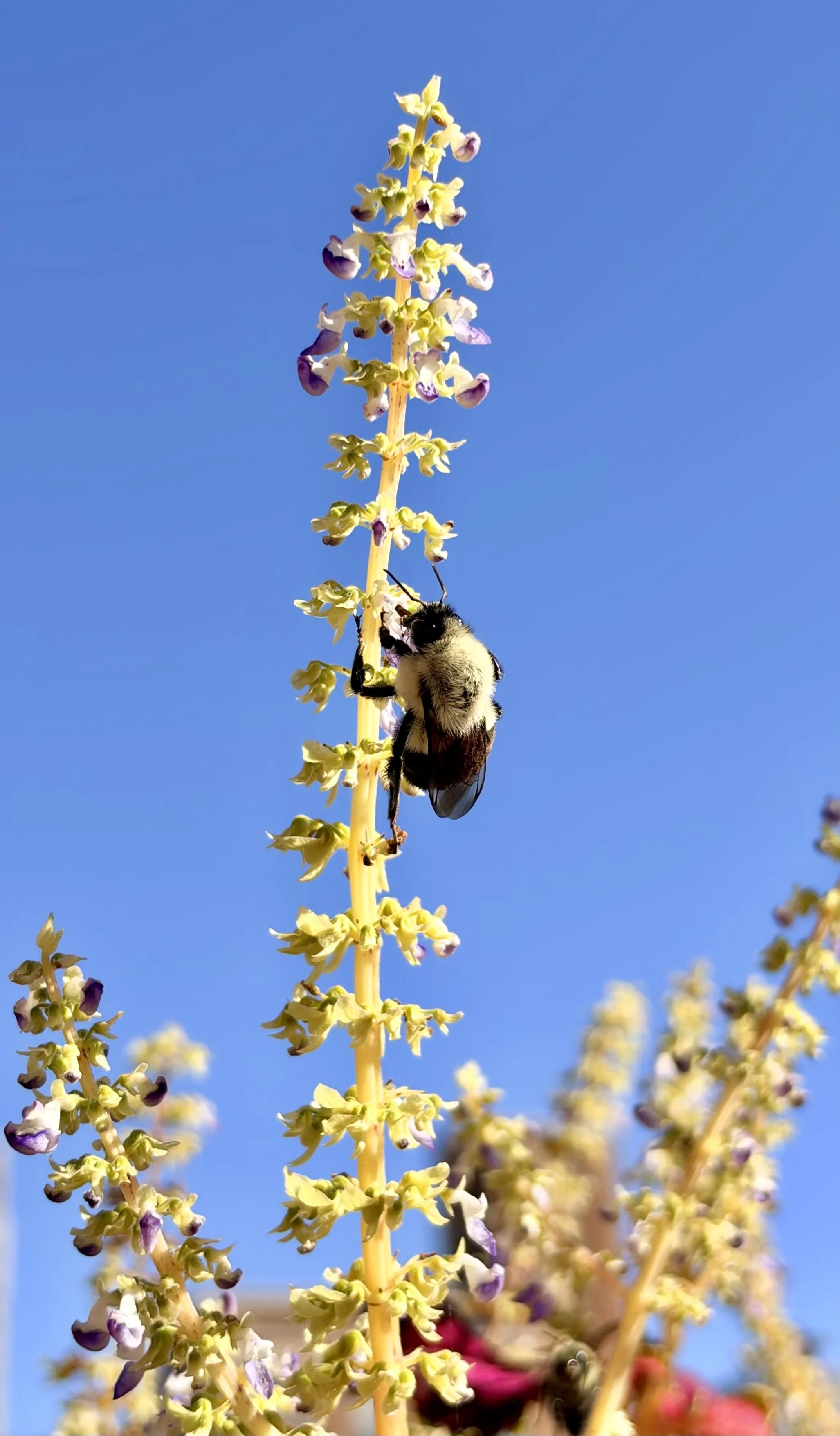  Now the bee separates from the other flowers to appear on the stalk. 