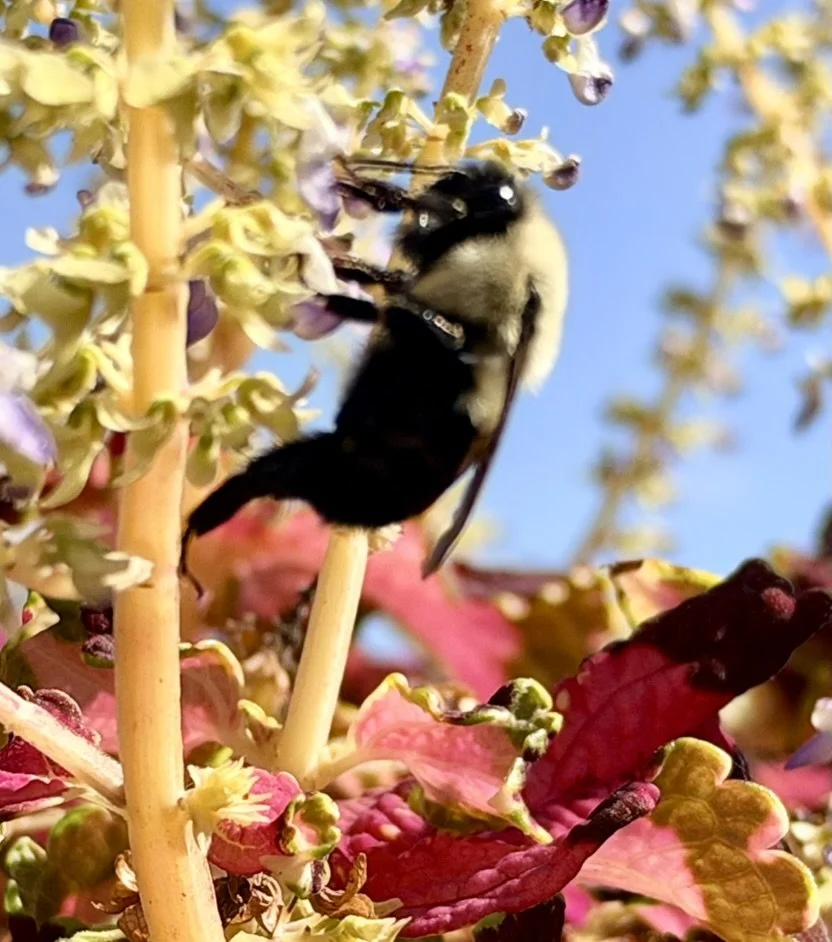  This is the bee enlarged. 