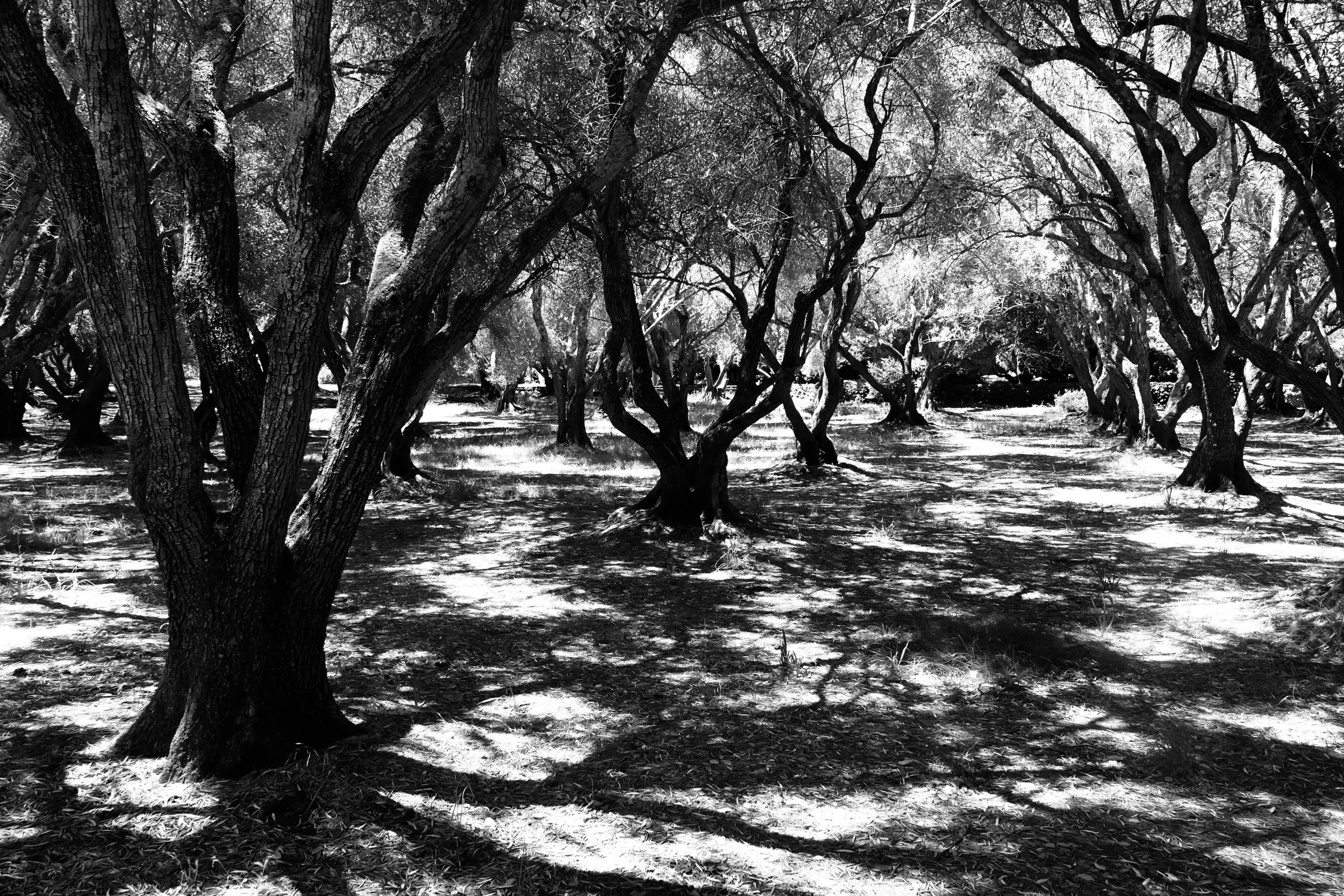  Speaking of complex shadows, here they add measurably to the scene –  