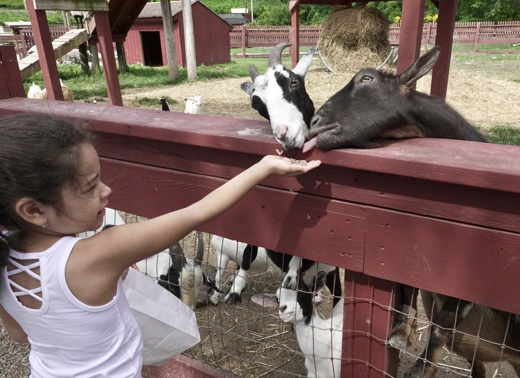 This feeding frenzy took place at Silverman’s Farm in Easton, CT (2022).