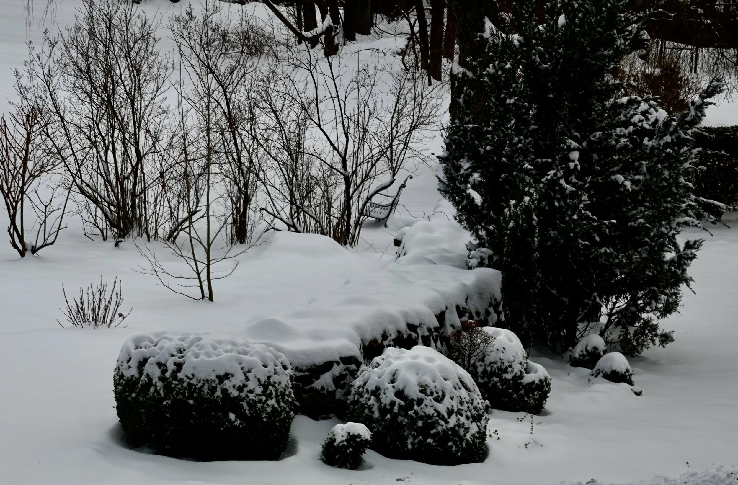  More snow on bushes . . . . 