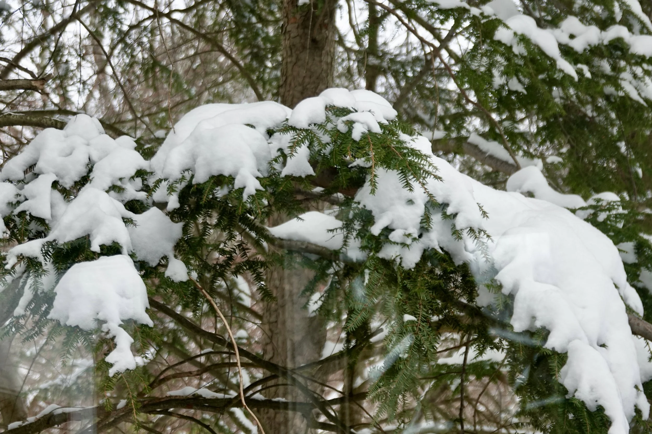  The snow blanketed branches of trees . . . . 