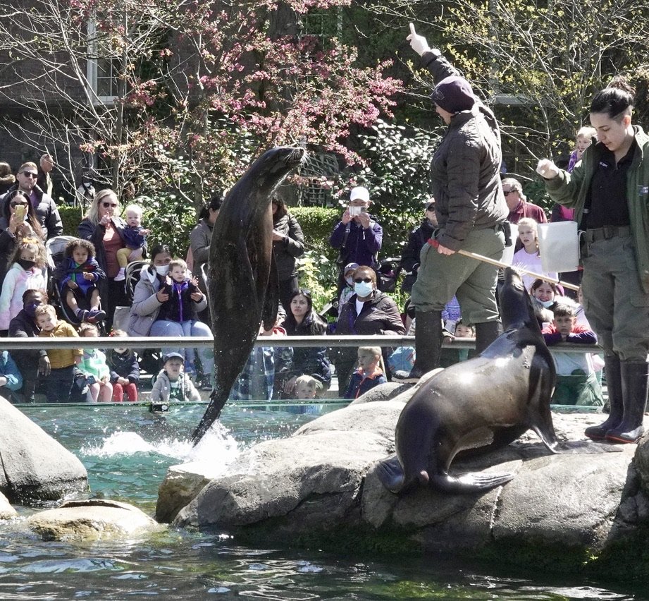 A snap of feeding time for the sea lions at the Central Park Zoo (from the 2022 calendar).