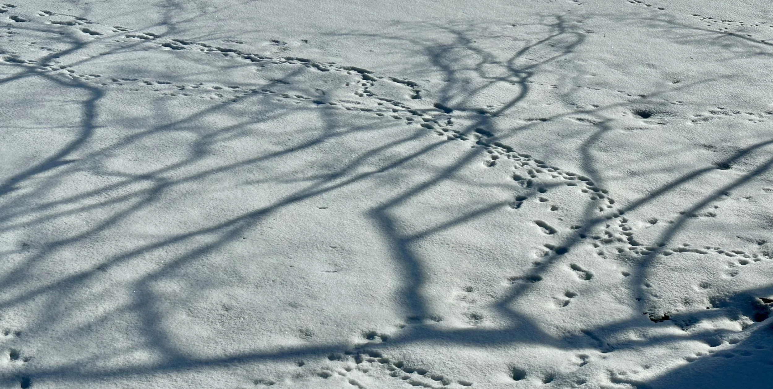 And so we departed the scene, leaving an abstruse pattern in the snow for future generations to decipher. 