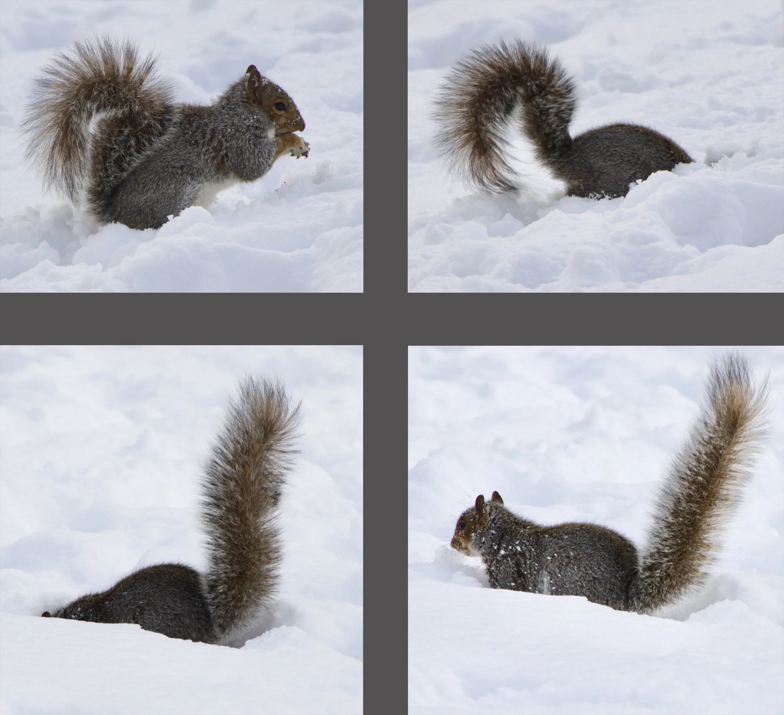  . . . . and an ambitious squirrel.  