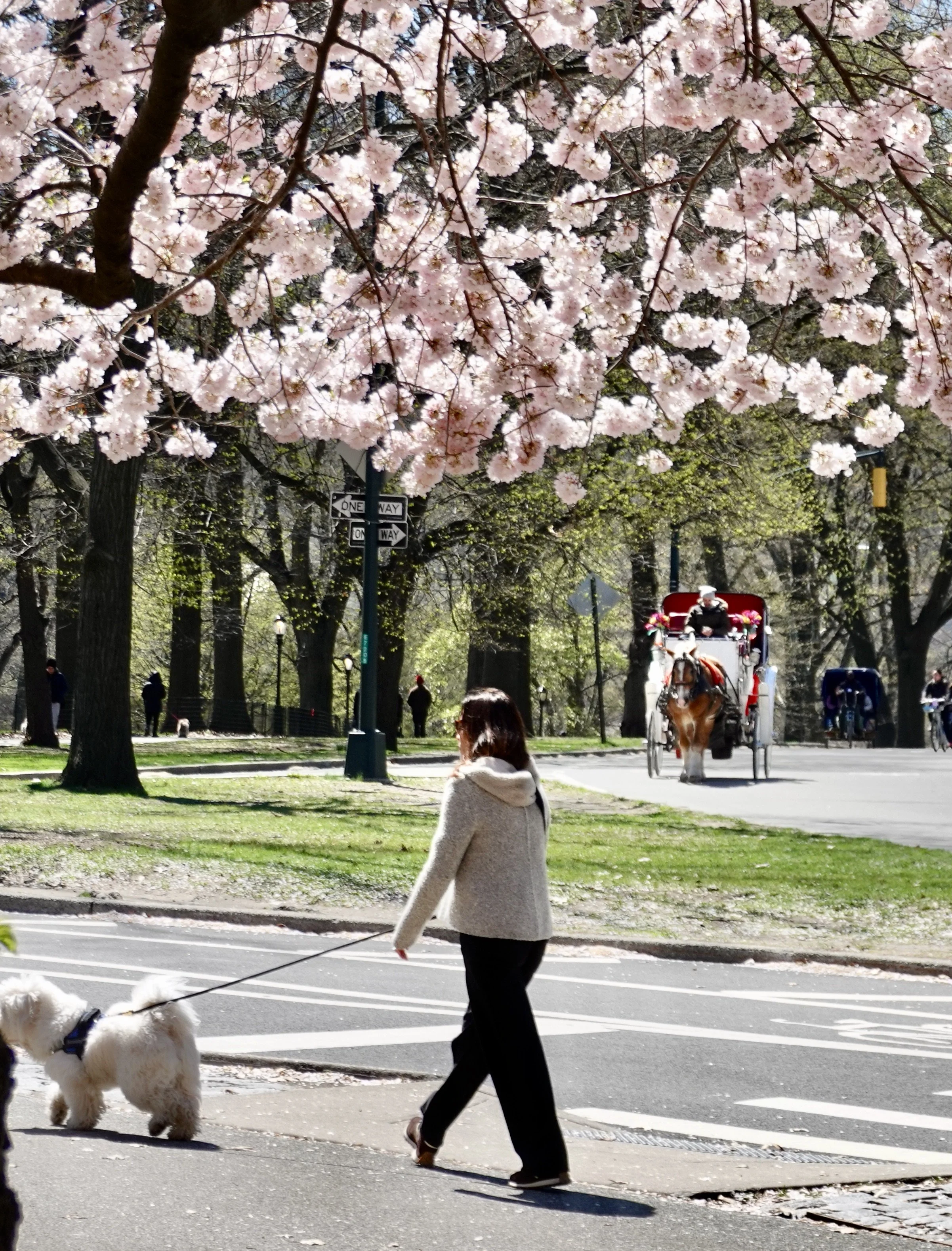  There are lots of dogs around. 