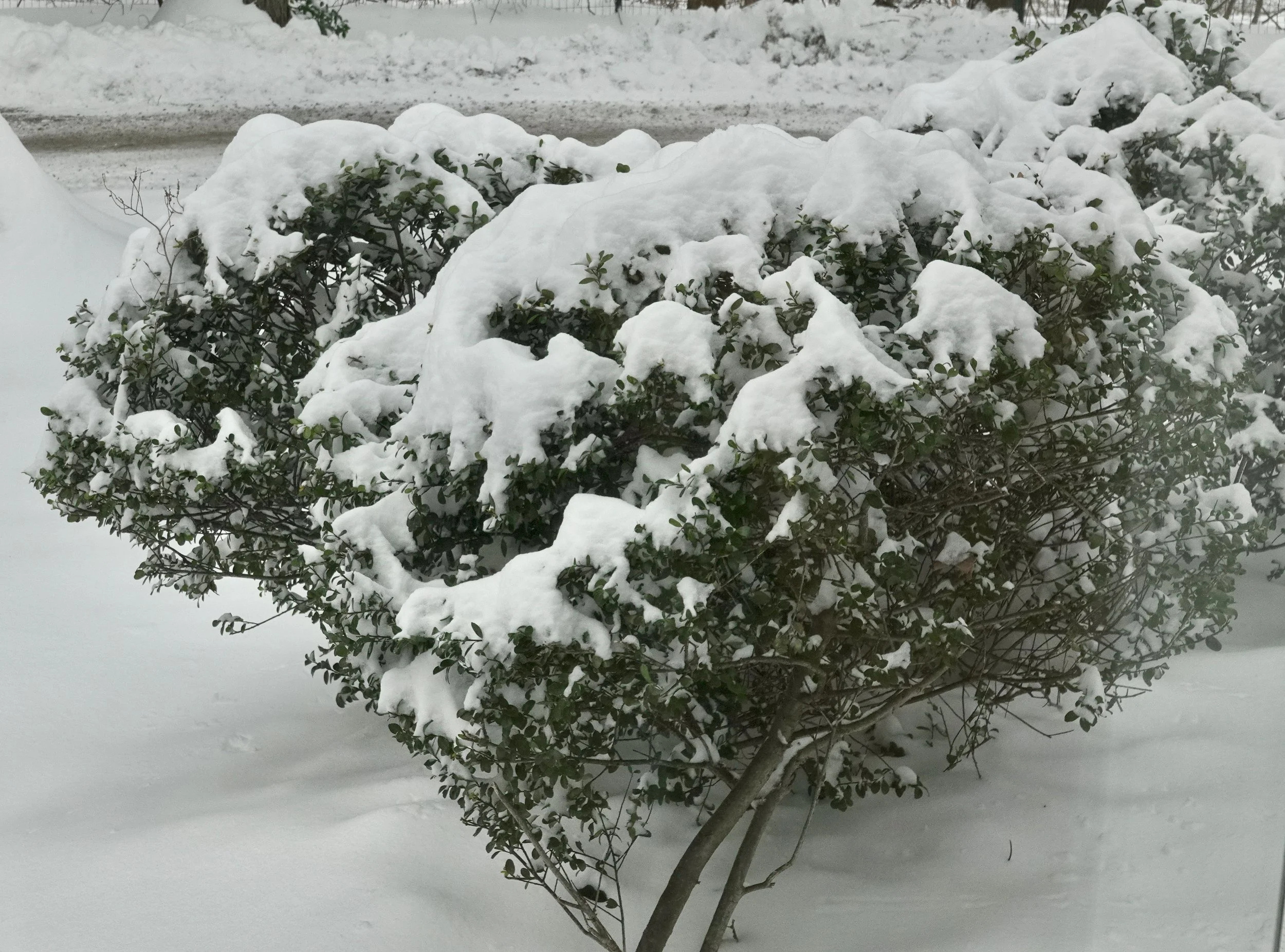  . . . and bushes . . . 