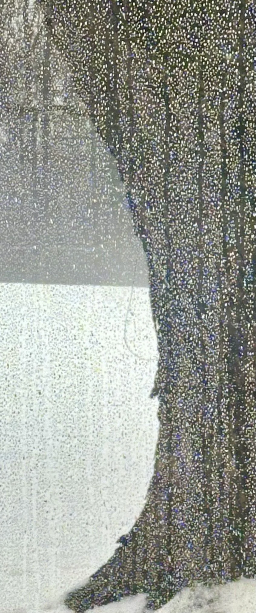  Check out those sizeable raindrops falling on the big tree . . . 