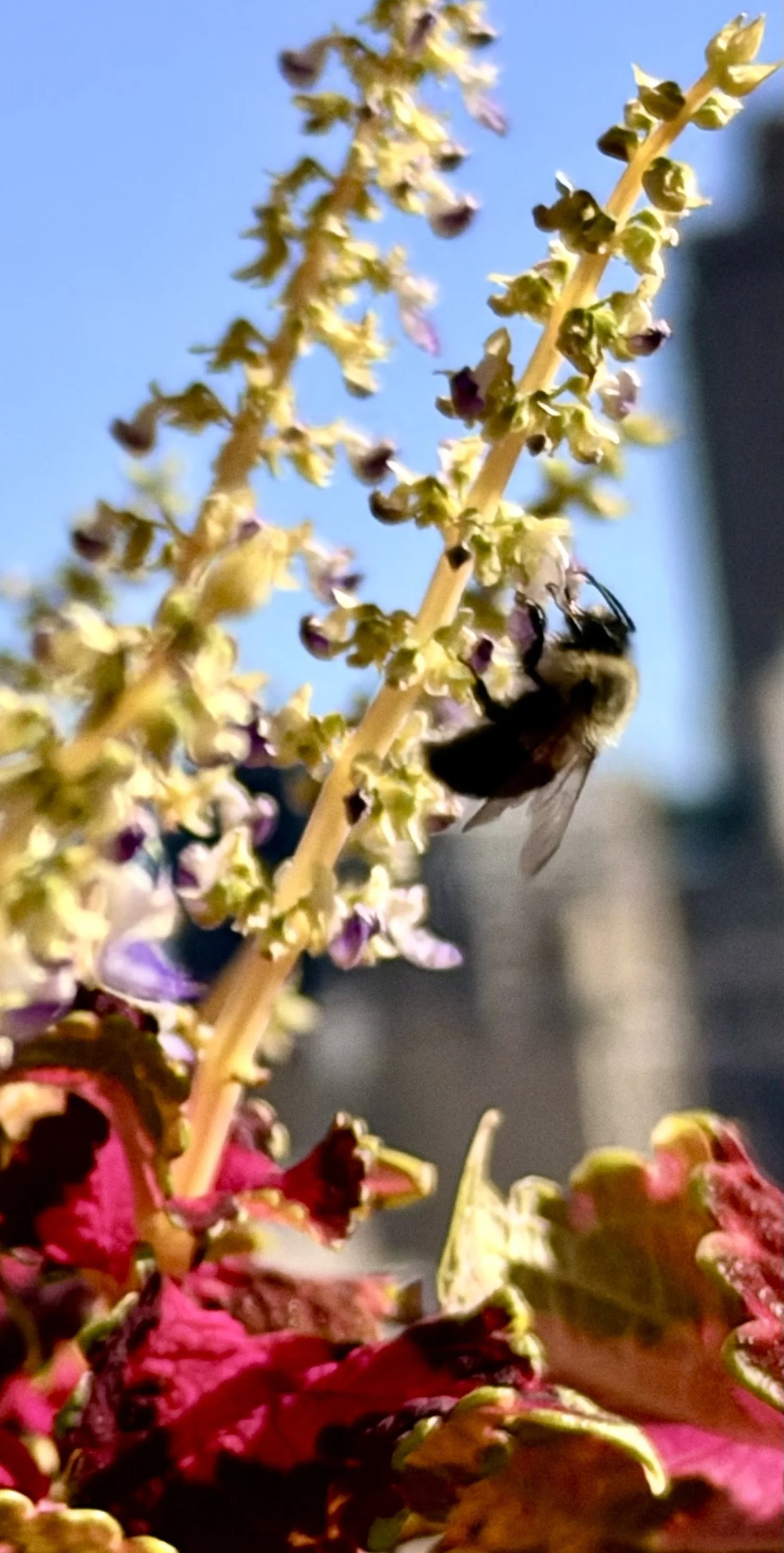  I’ll close for now (more to come in future months) with some further usage of the enlargement feature. Here’s a shot of a bee on the flower.  