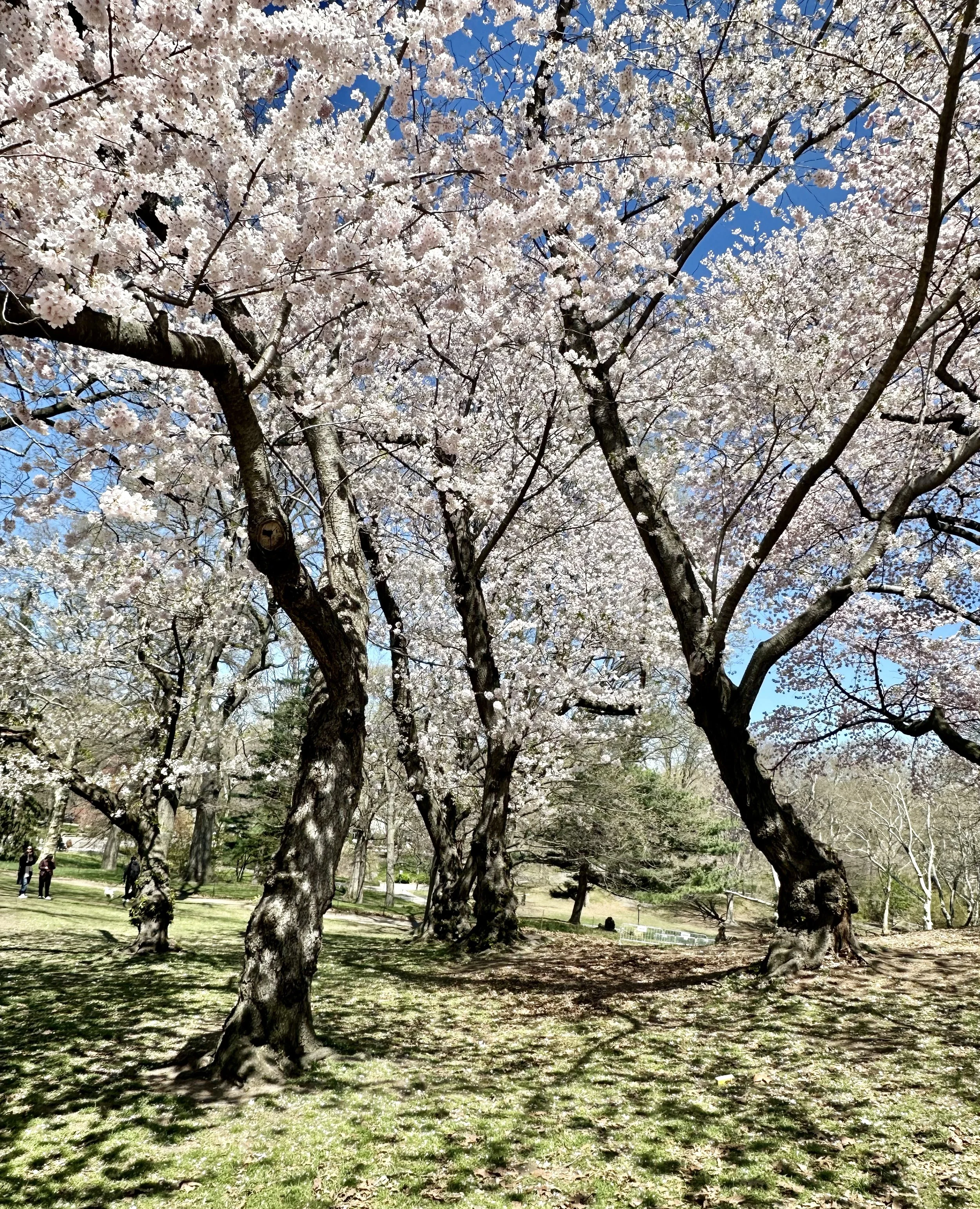  This shot emphasizes the gracefulness of the trees, as I swing the  camera around . . . . 