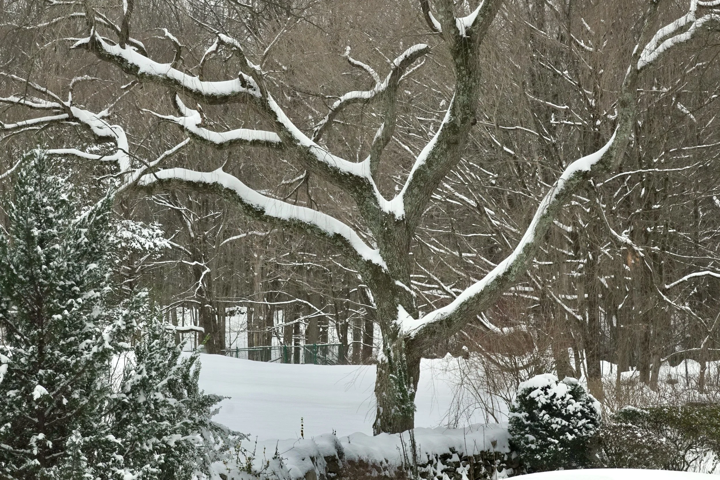  This year, over the Christmas and New Year’s holidays, Barbara and I took a 15-day “vacation” at our Easton, CT house. The highlight of our stay was  one hell of a snowstorm. 