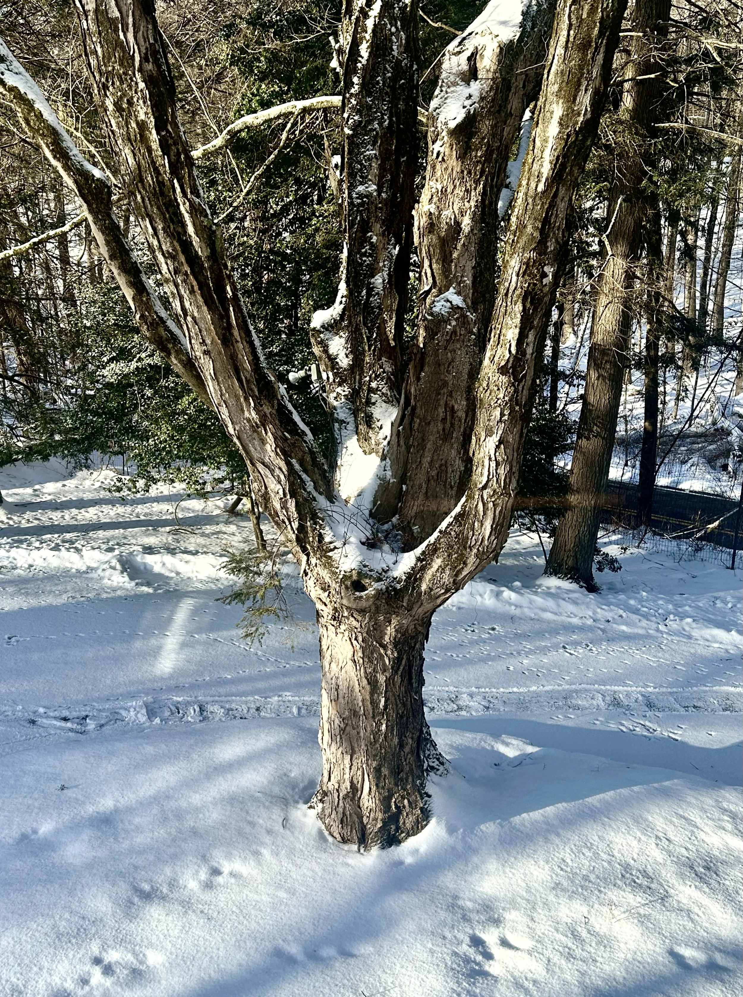  Here's one of my favorite trees, as viewed from our bedroom. 