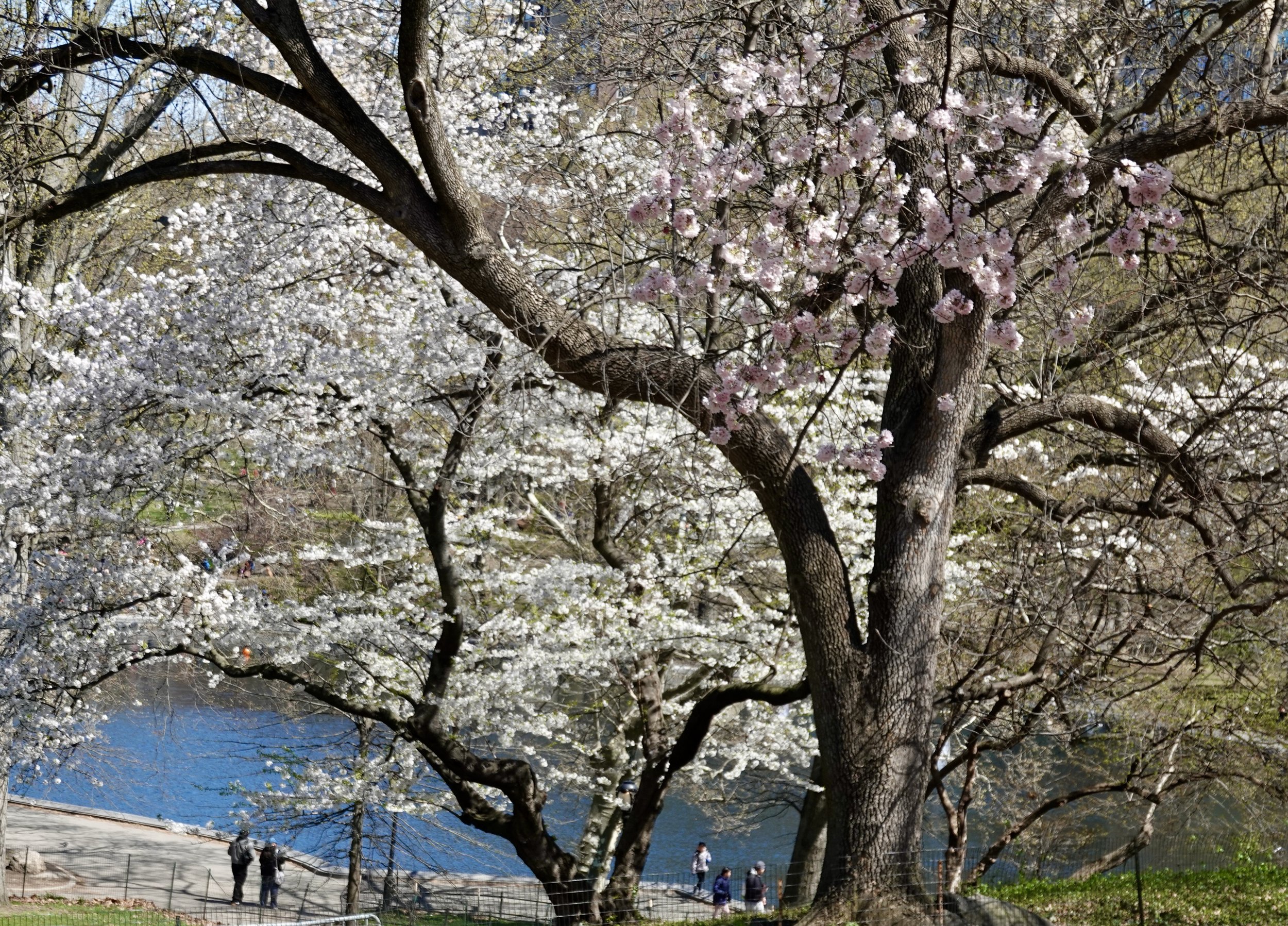  . . . to take in The Pond, where the miniature sailboats  historically predominated. 