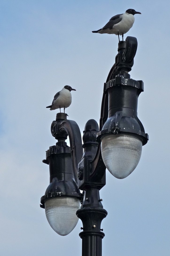 These gulls were well-perched (2015).