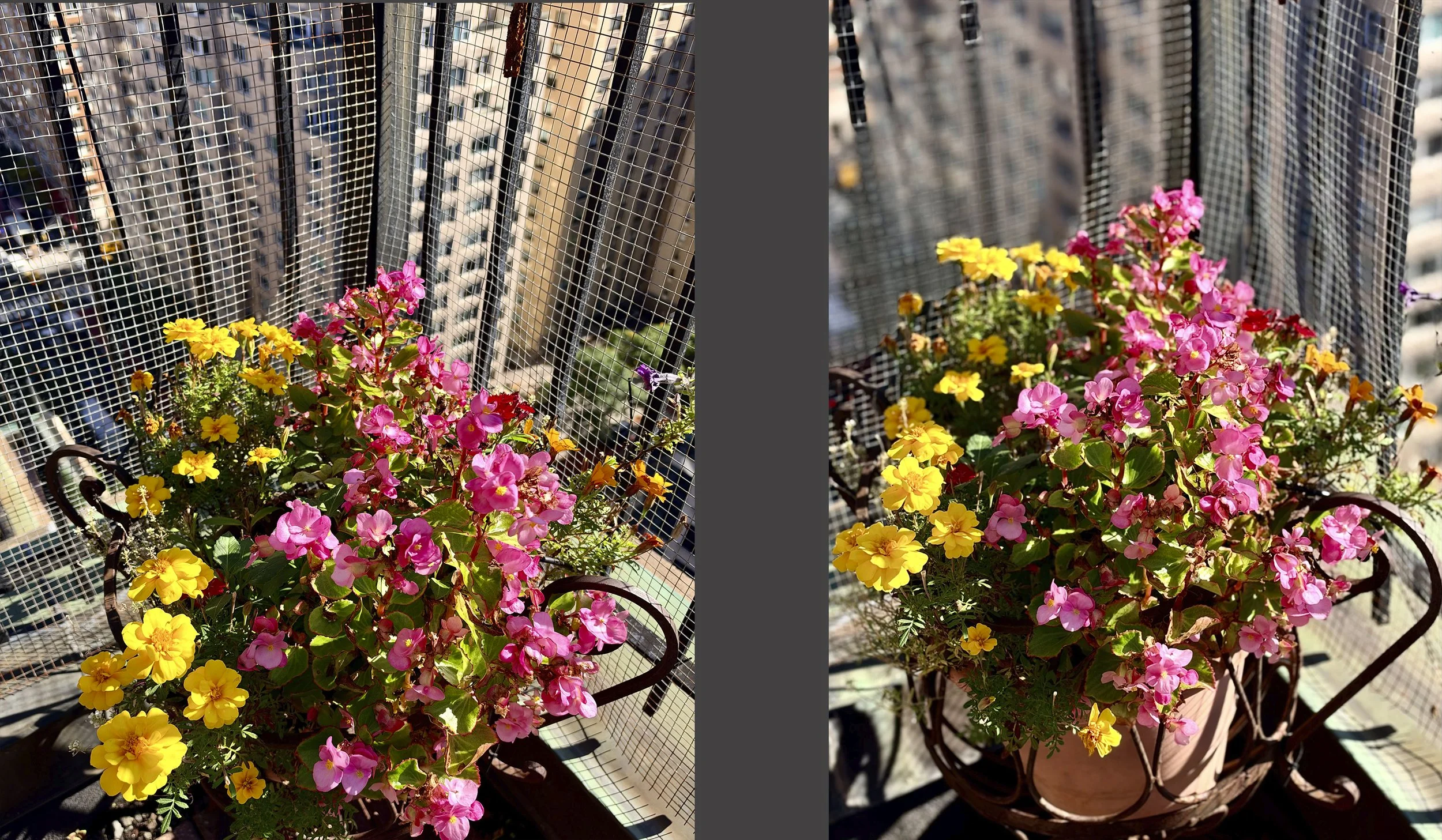 The shot at the left was taken using the camera’s usual “Photo” mode; the shot of the same flowers on the right used the “Portrait” mode, which blurs the background and causes the foreground flowers to stand out more. (This is especially useful for p