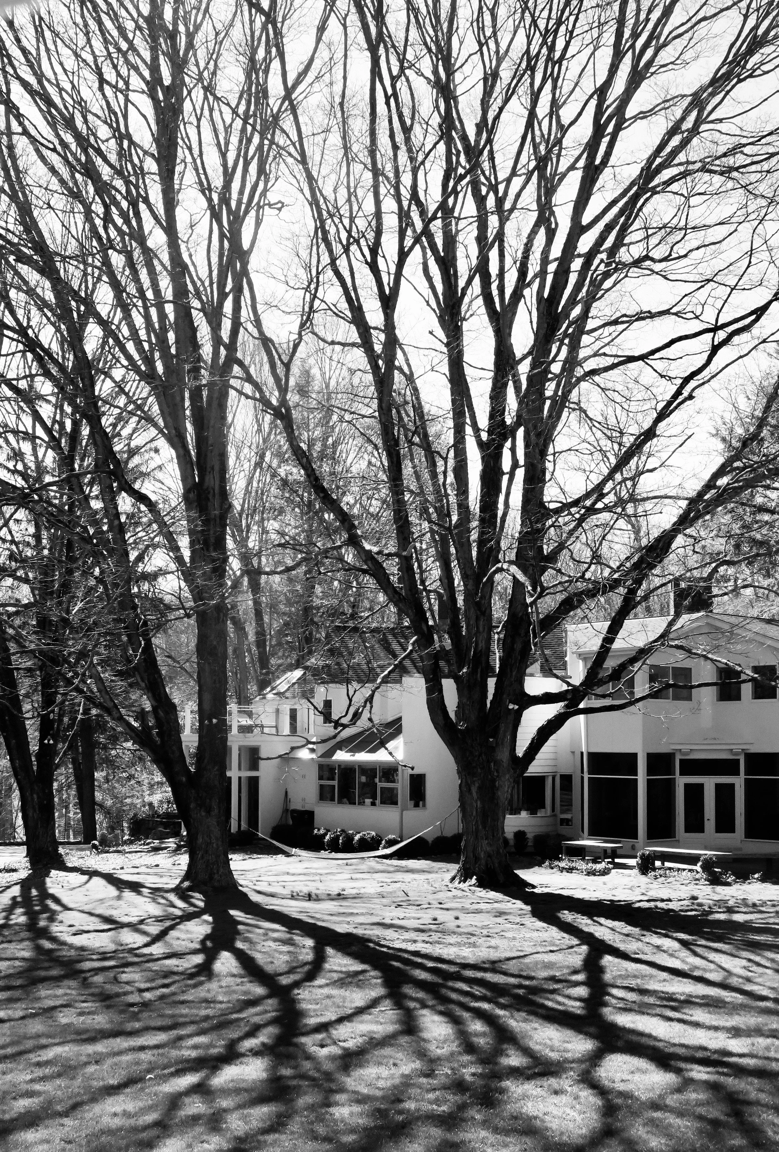  On this one I’ve moved in closer – fewer trees, more compelling shadows. 