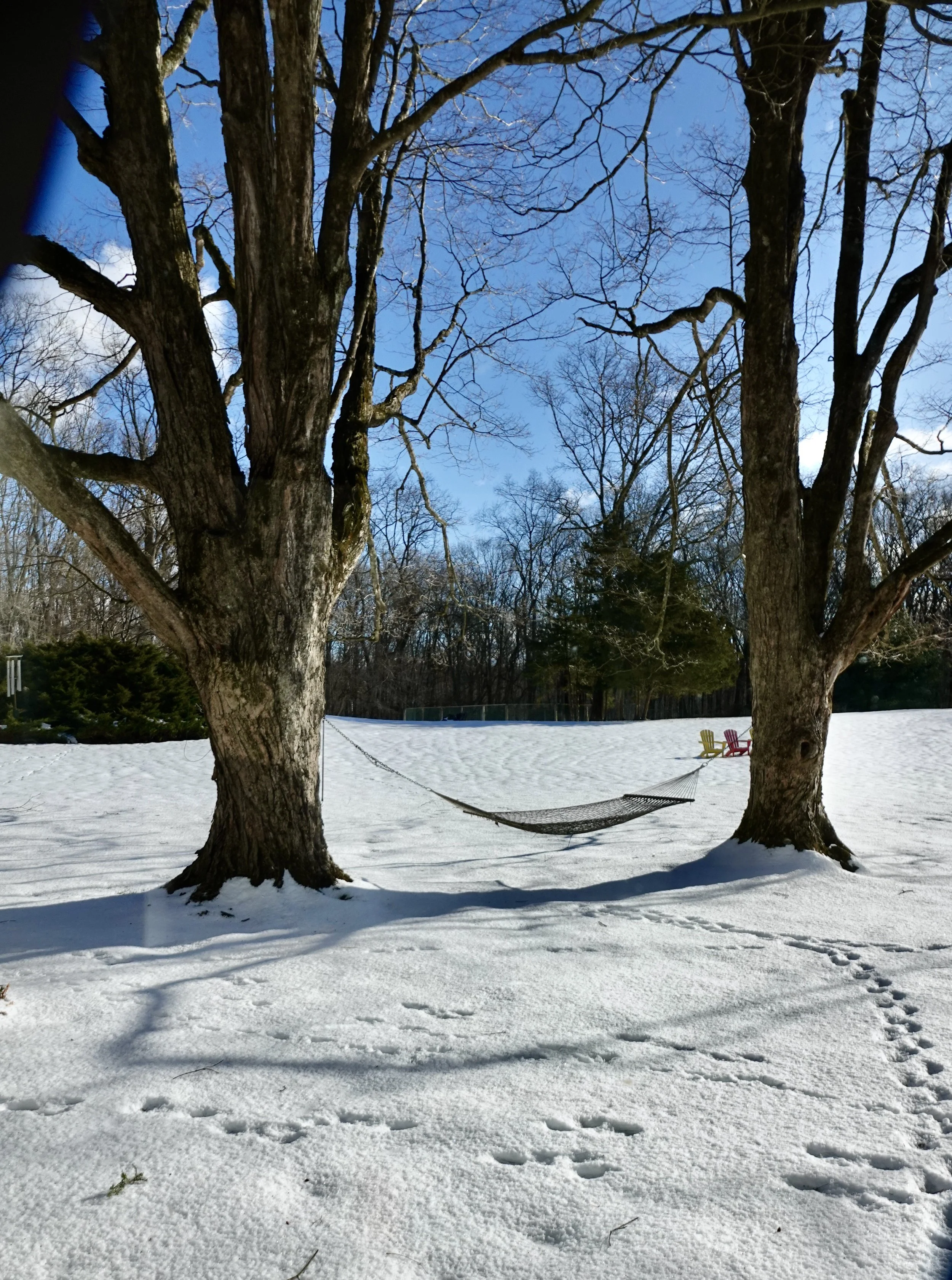  These are the footprints that some of our six dogs left in the softer snow  after the rain. 