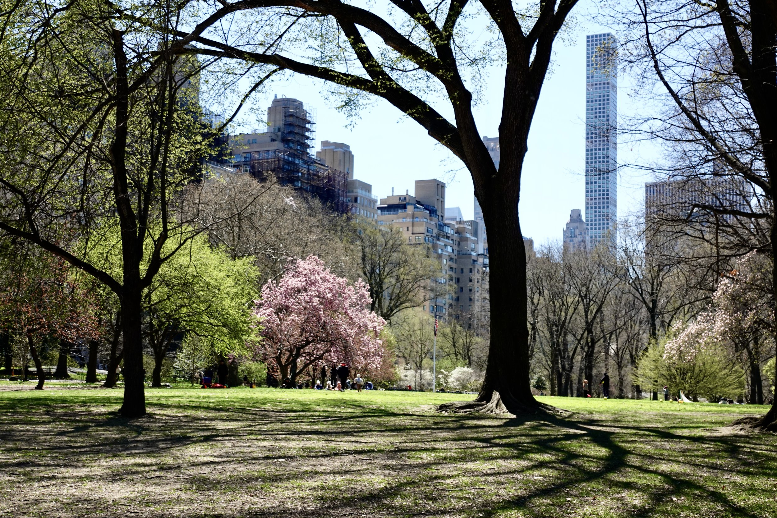  When leaving the cherry blossoms area, I noticed another lovely tree . . . . 