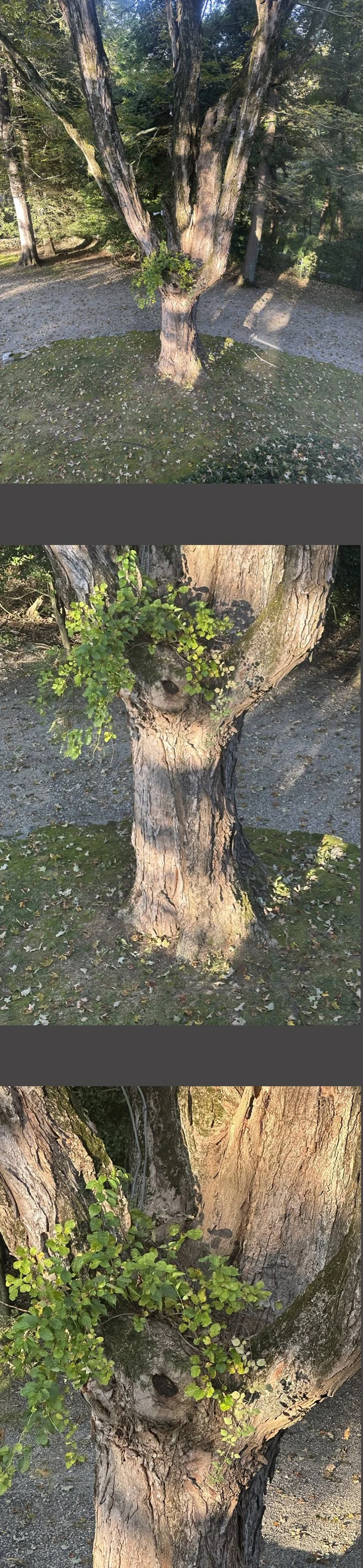 This tree stands right outside our bedroom, with the view accessible only from a narrow window near our bed. It’s one of my favorites.