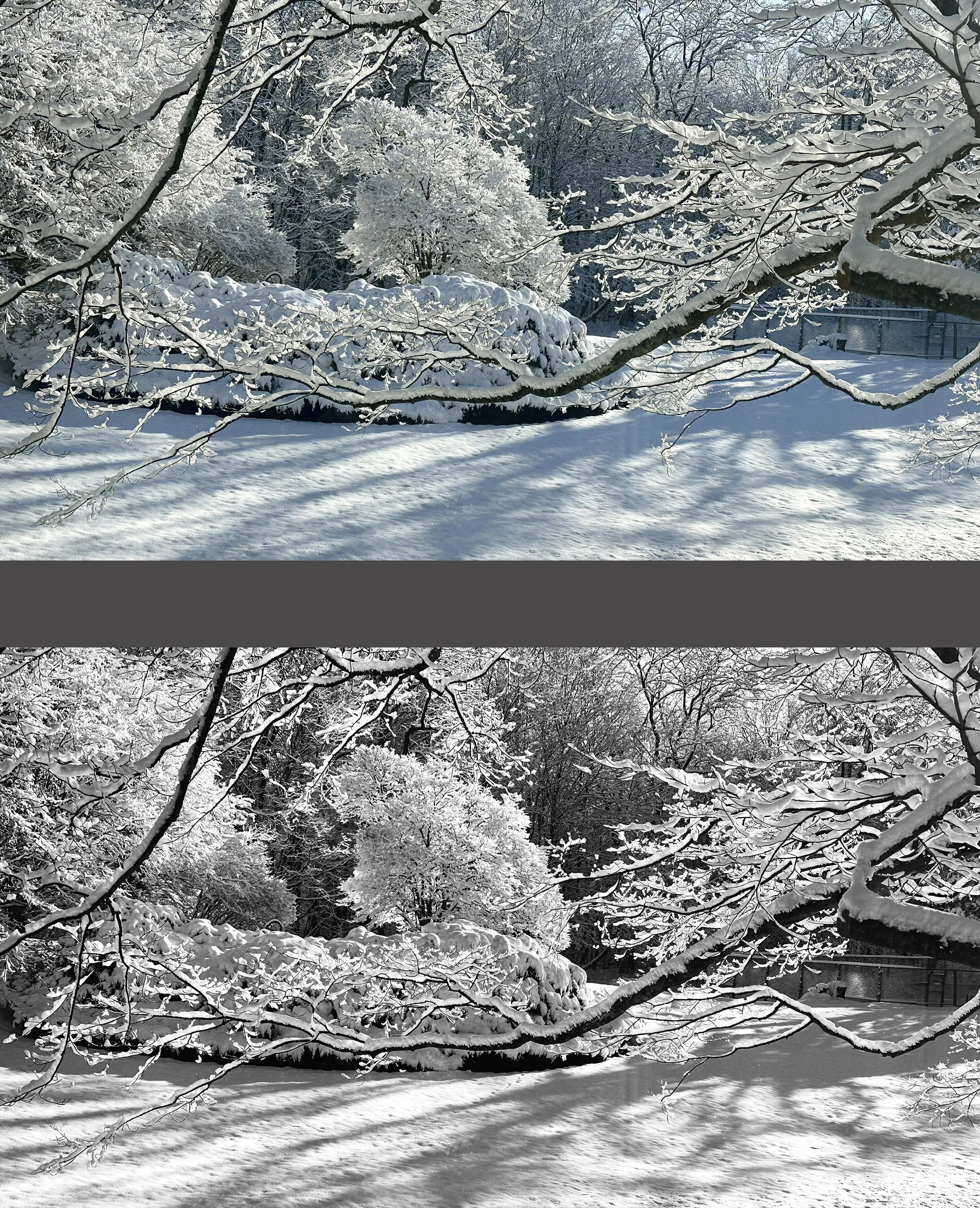  You can really see the difference on this good shot. I imagine each would have its adherents. 