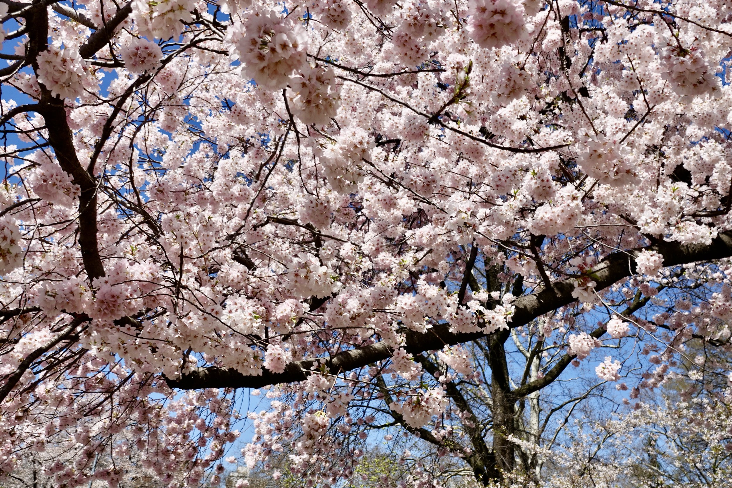  It’s one of the great seasonal moments in Manhattan every year – the spring blooming of cherry blossoms just inside Central Park near its  72nd Street and Fifth Avenue entrance. 