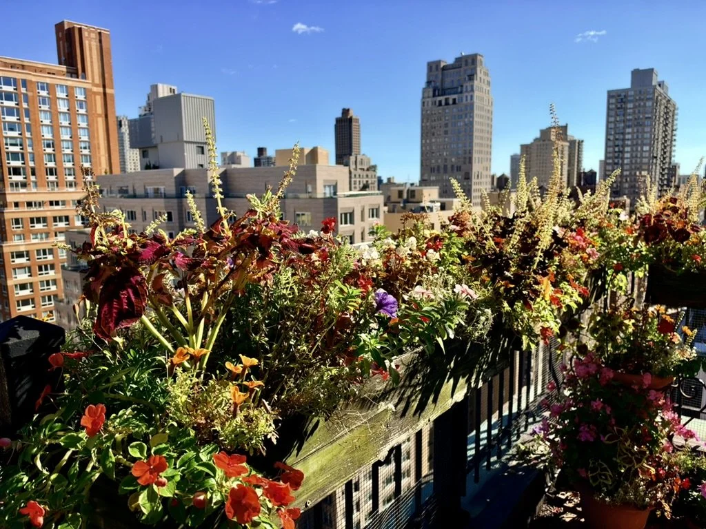  Now let’s switch to flowers on our terrace. 