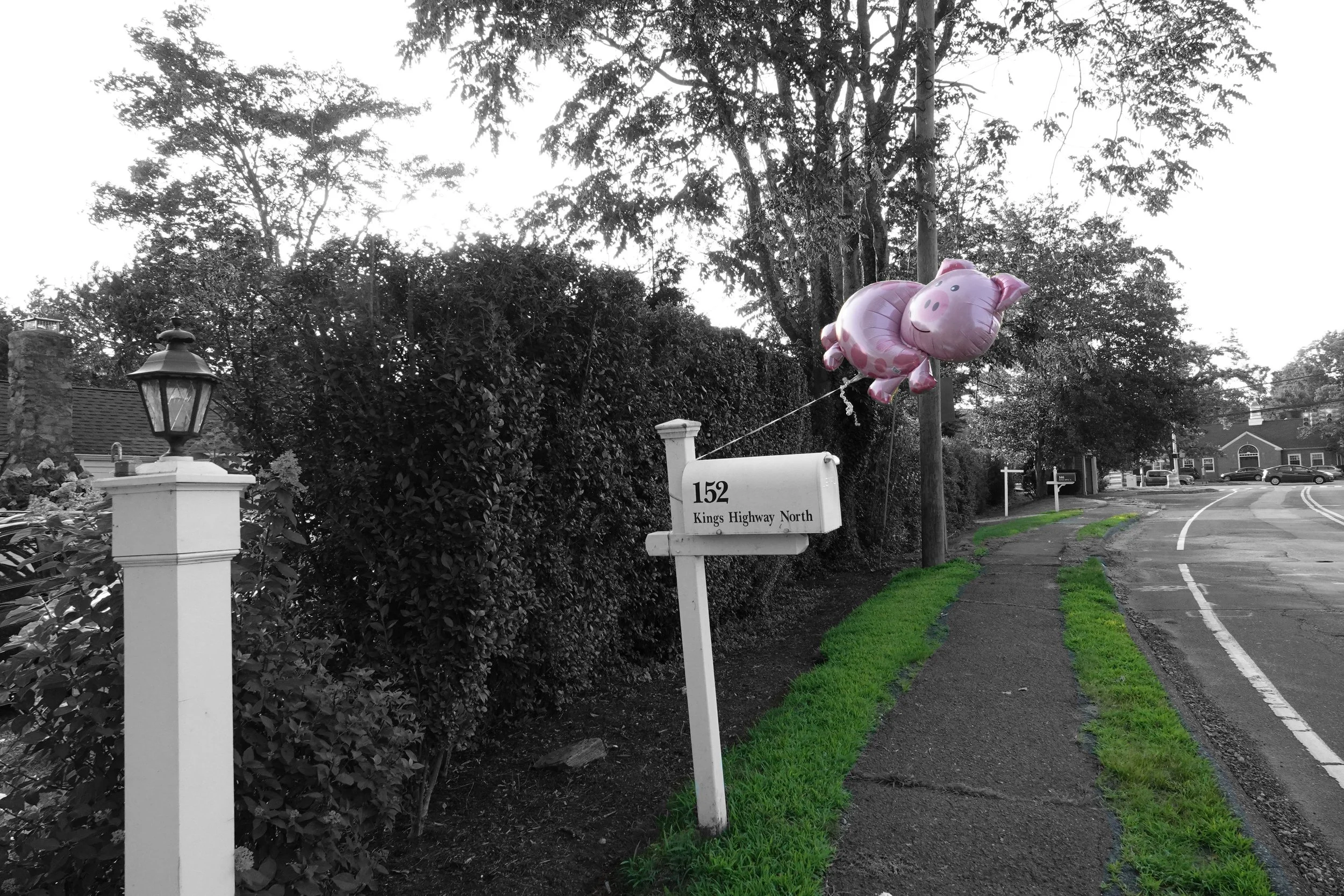  Piggy and the green-trimmed lane adorn the entrance to the annual  Pig Roast party given by my Westport buddies, Bob and Sandra Aldrich. 